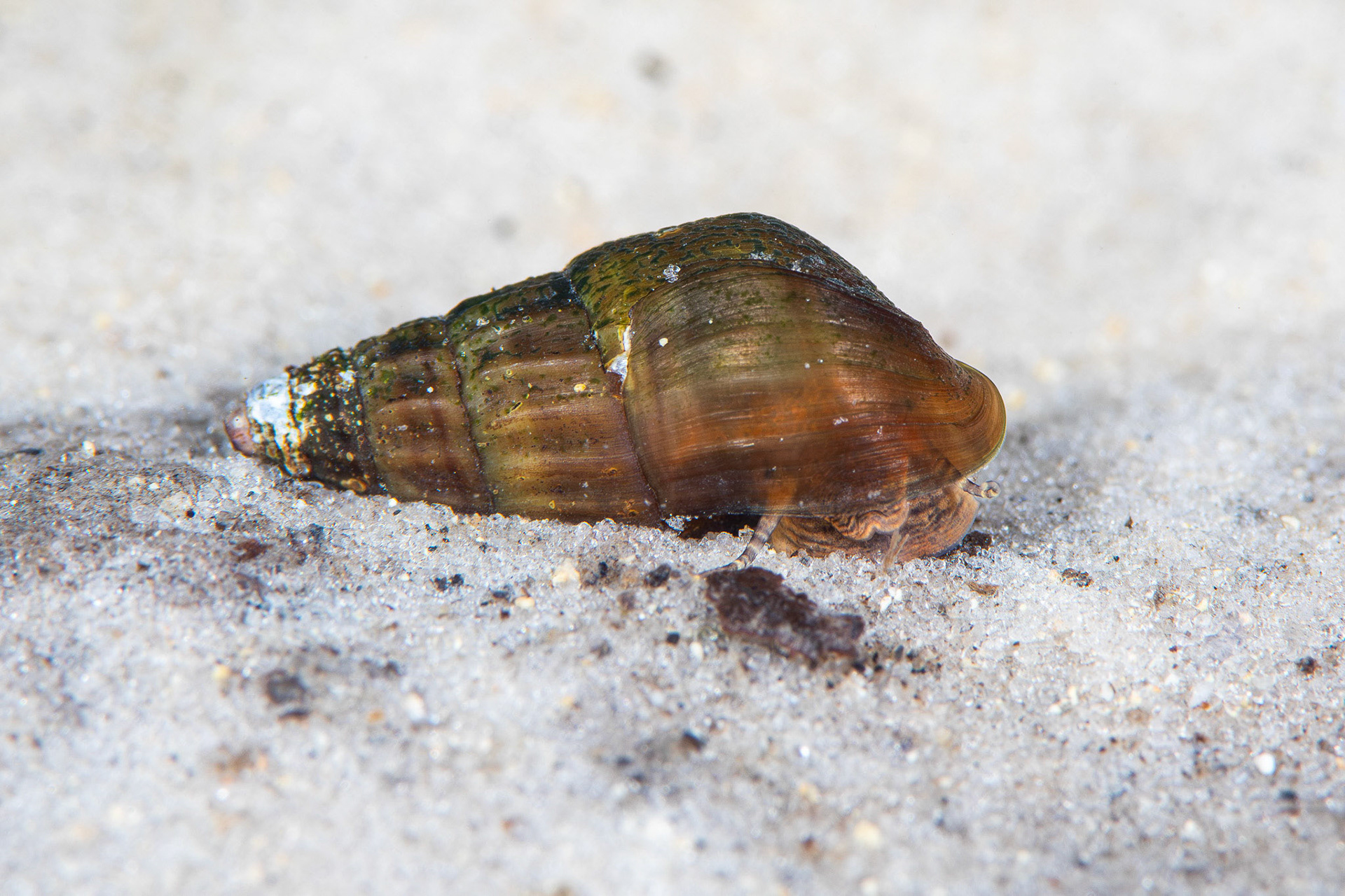 Elimia sp.