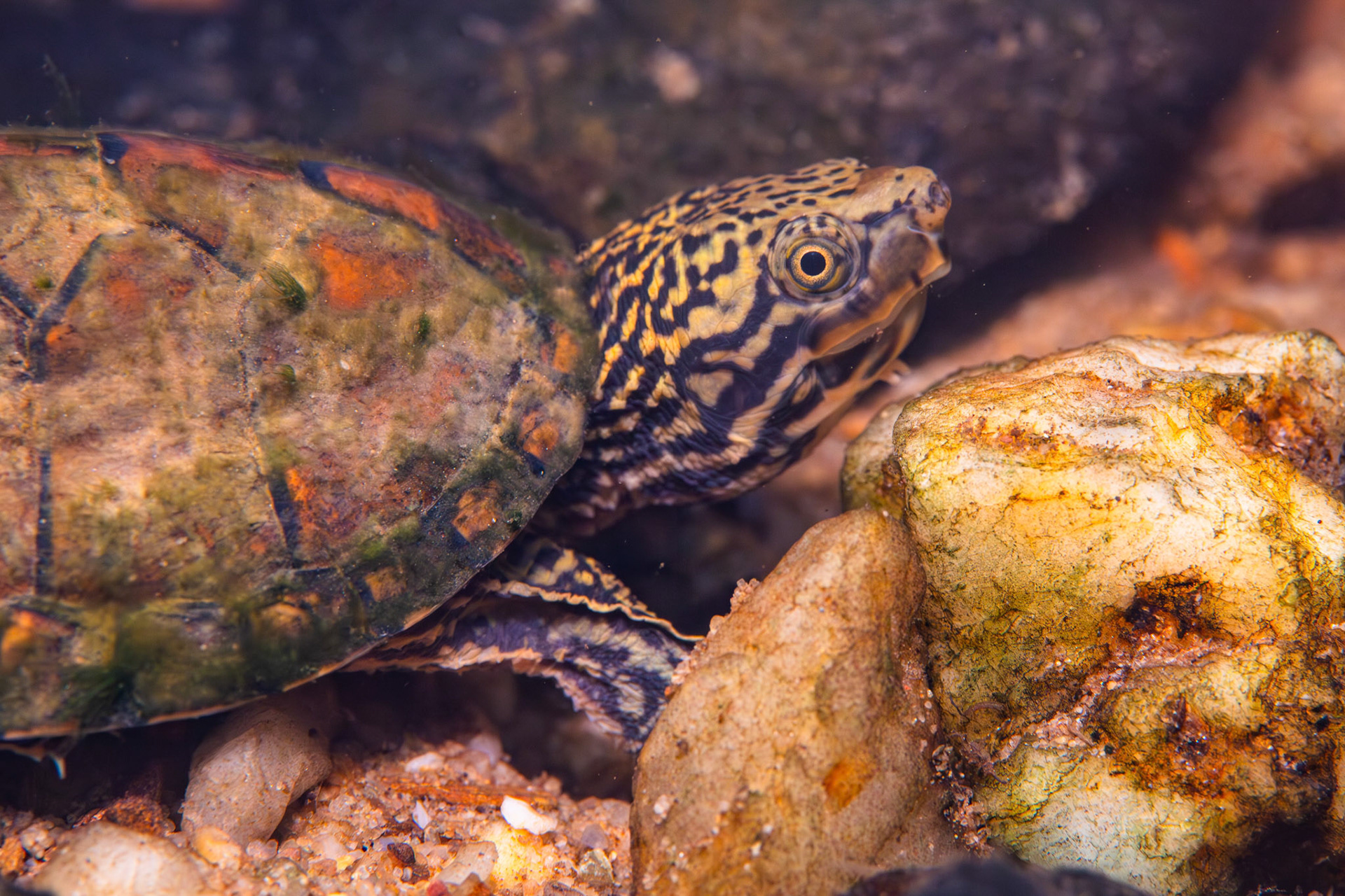 Stripeneck Musk Turtle