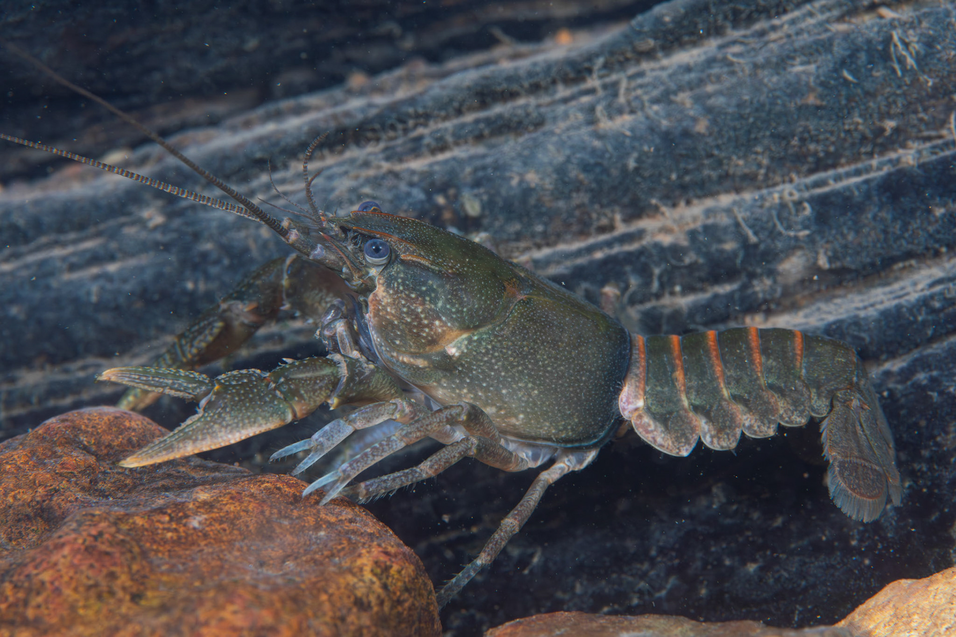 Sloped Crayfish