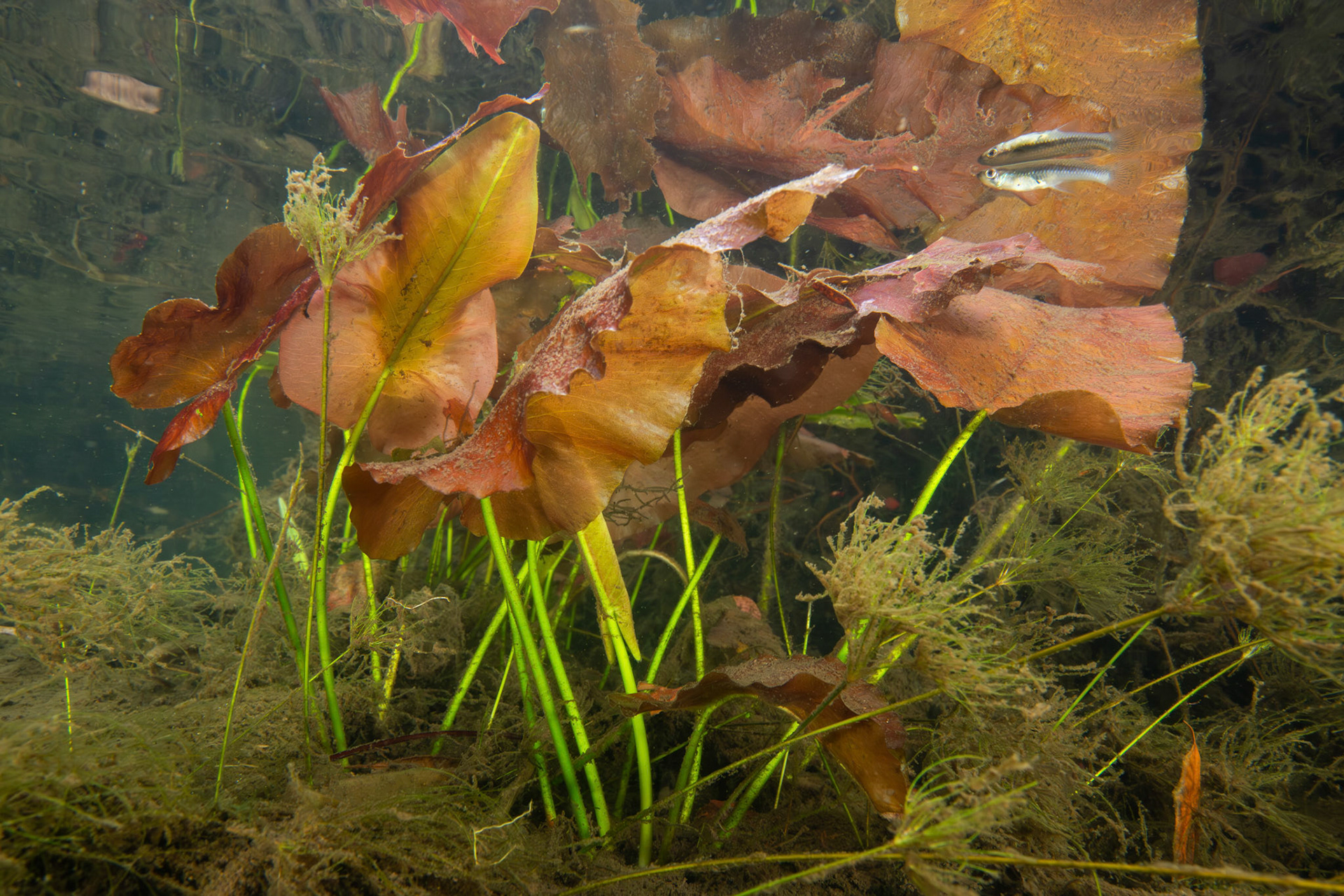 Spatterdock (Nuphar advena)