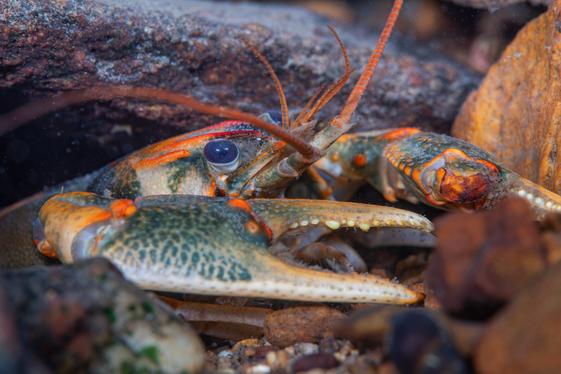 Coosa Crayfish