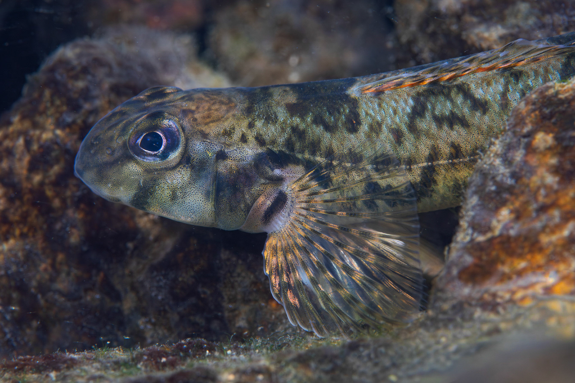 Greenside Darter