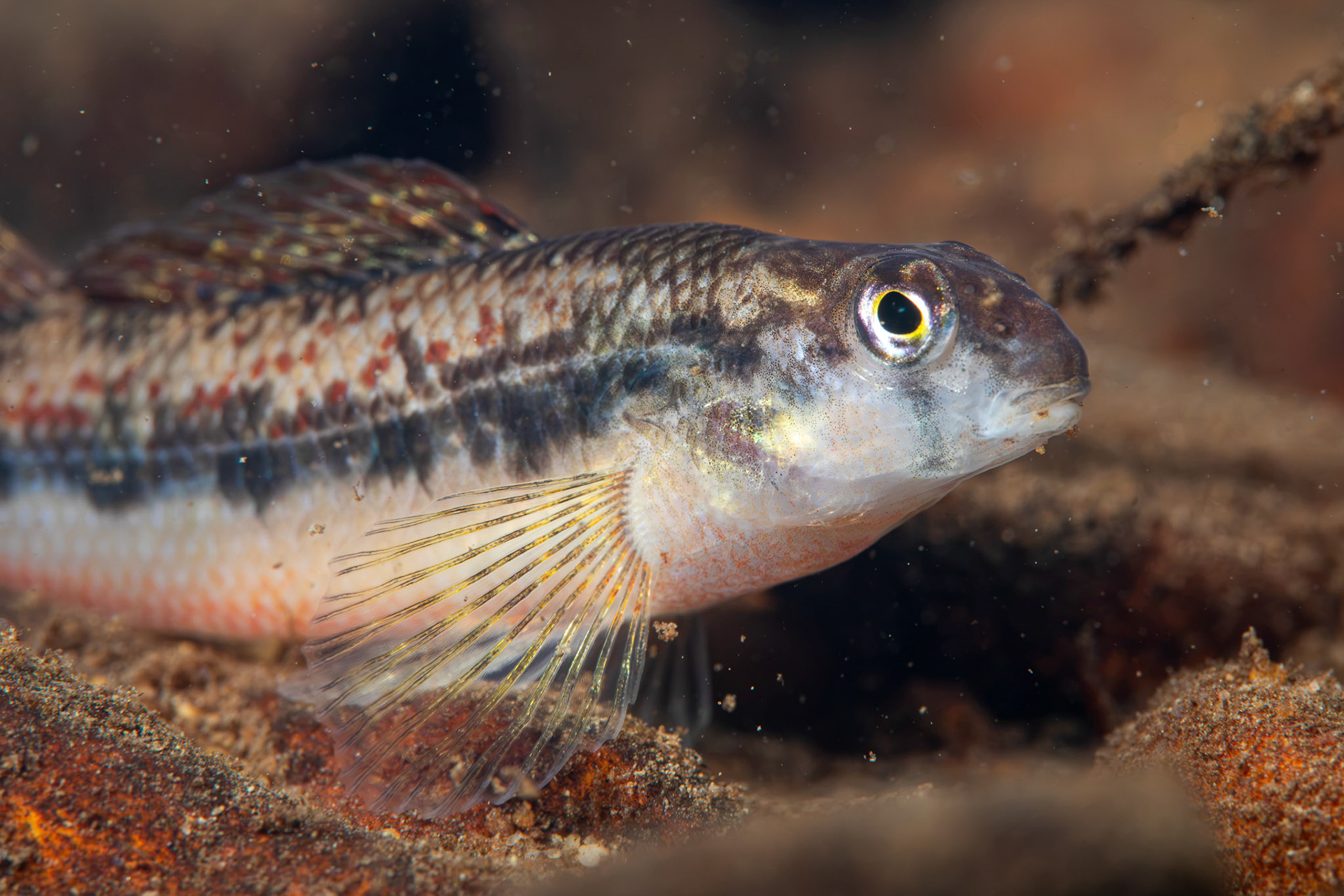 Blackstripe Snubnose Darter