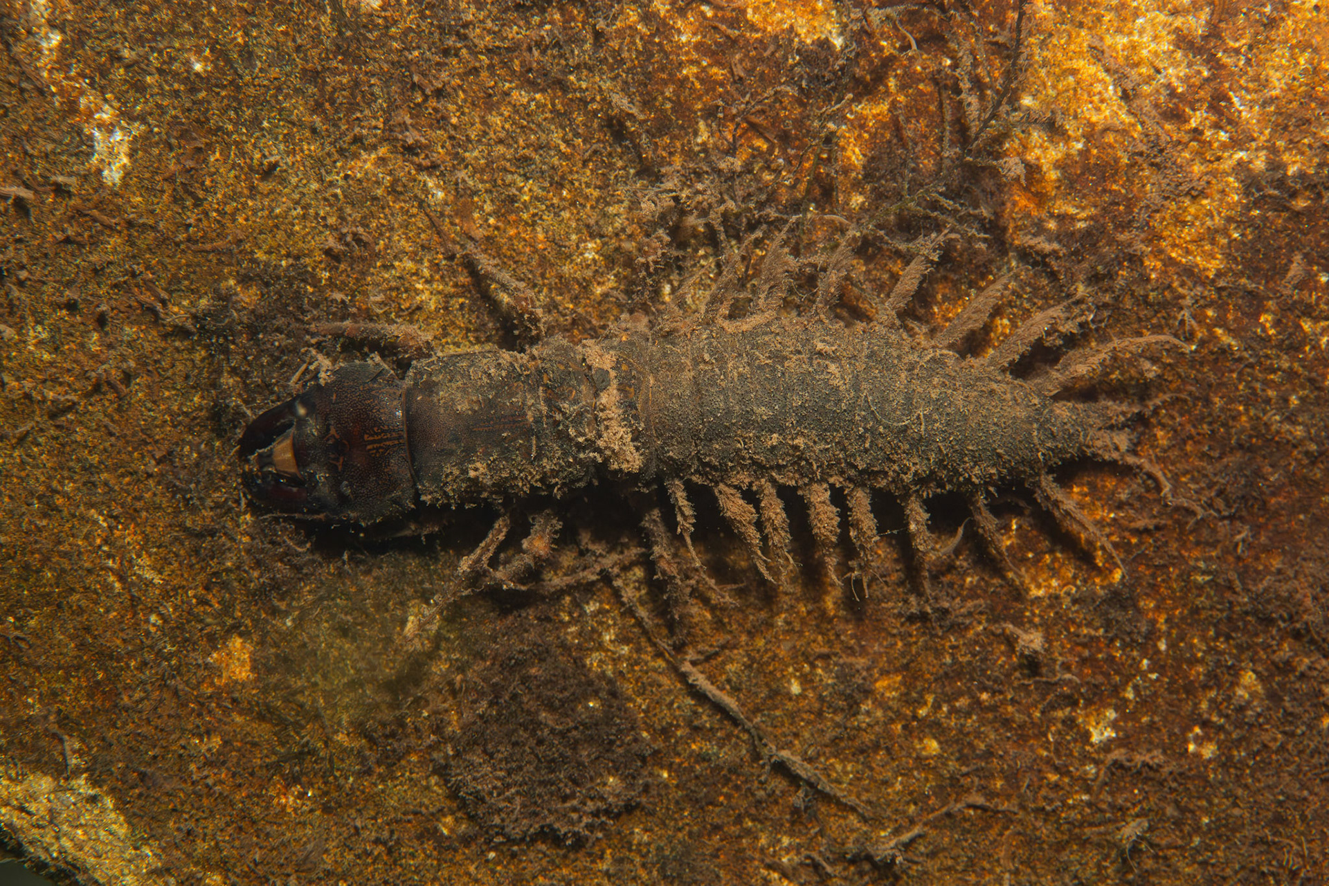 Hellgrammite (Eastern Dobsonfly)