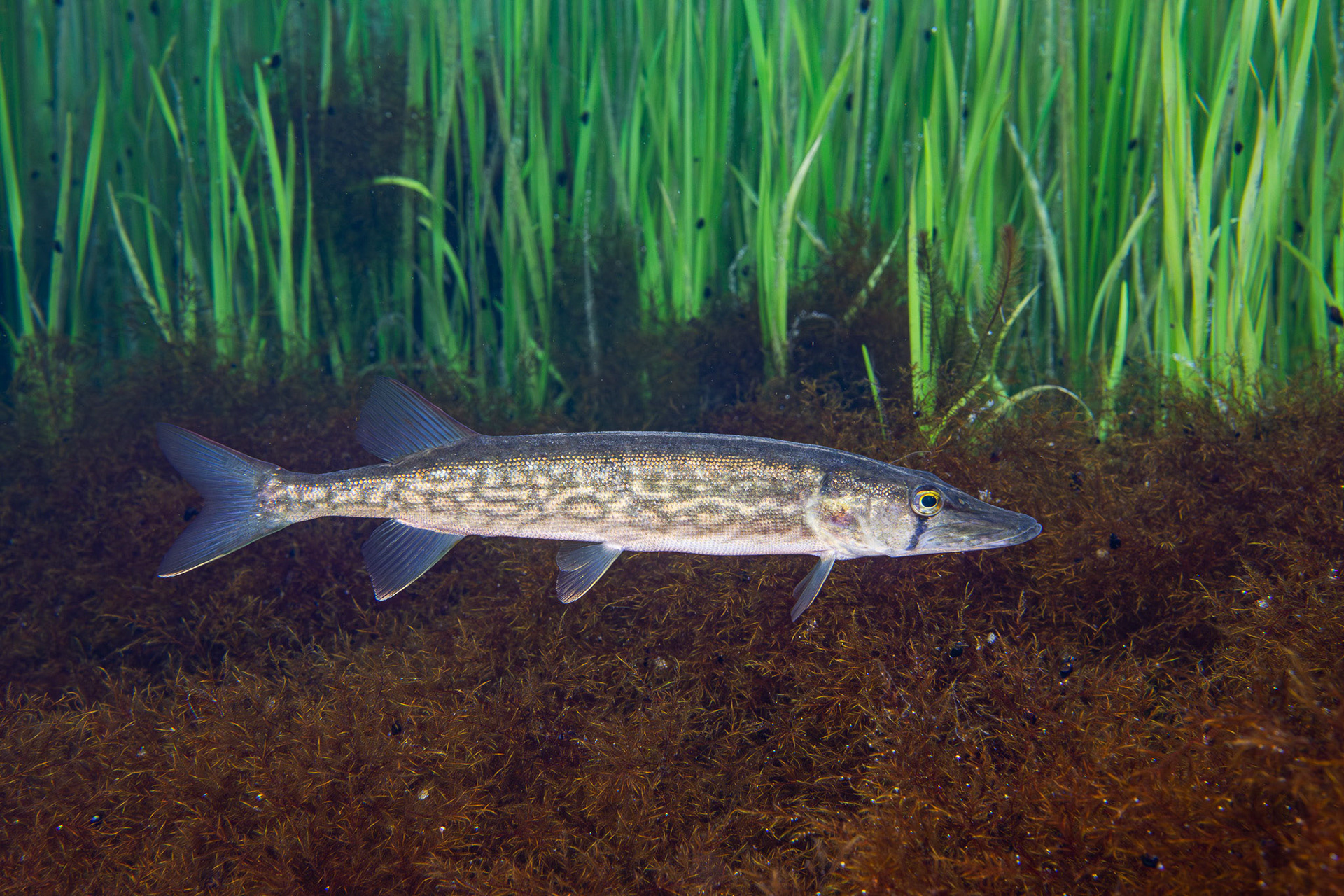 Chain Pickerel