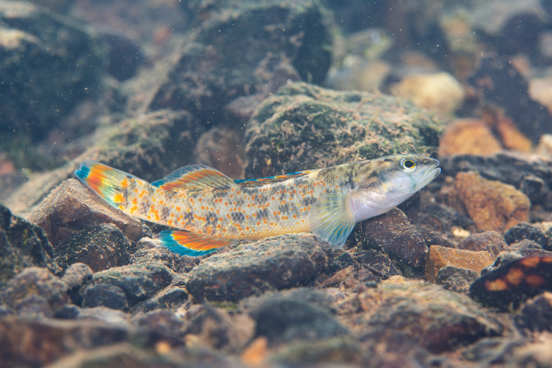 Redspot Darter (Etheostoma artesiae)