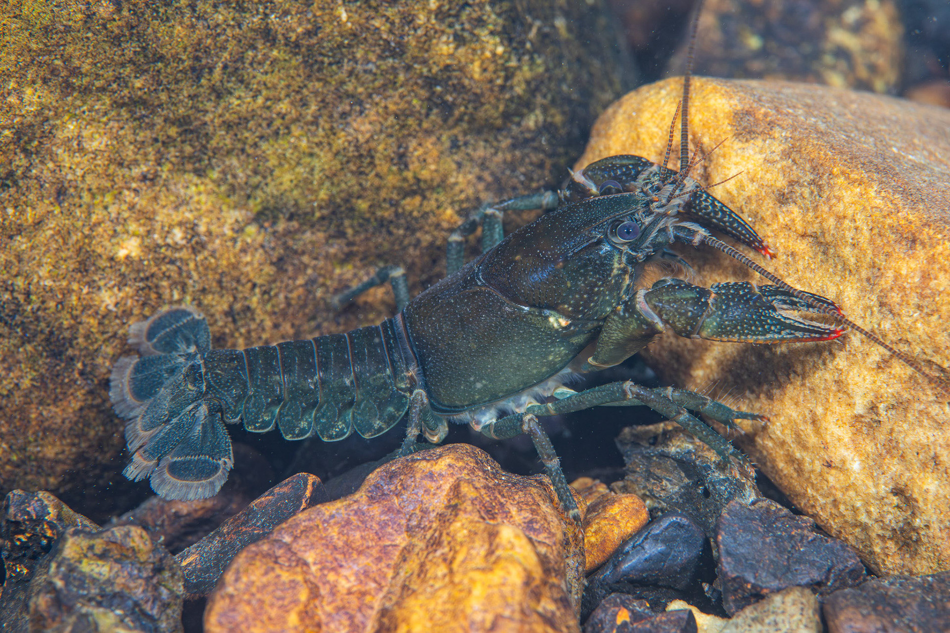 Cambarus sp.