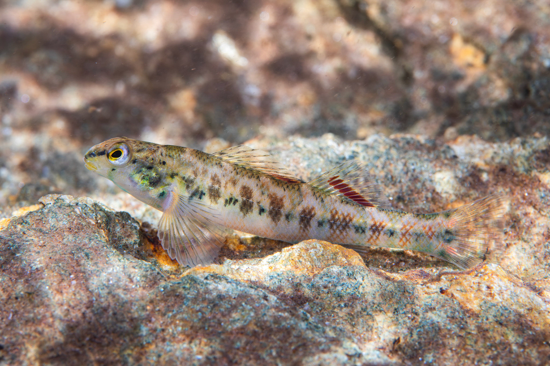 Tallapoosa Darter