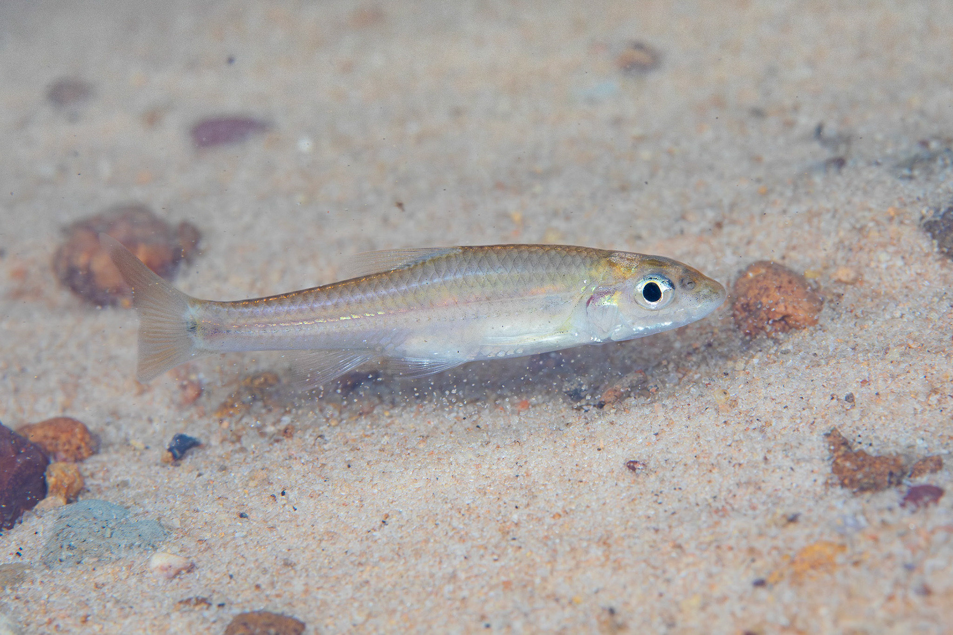 Longjaw Minnow