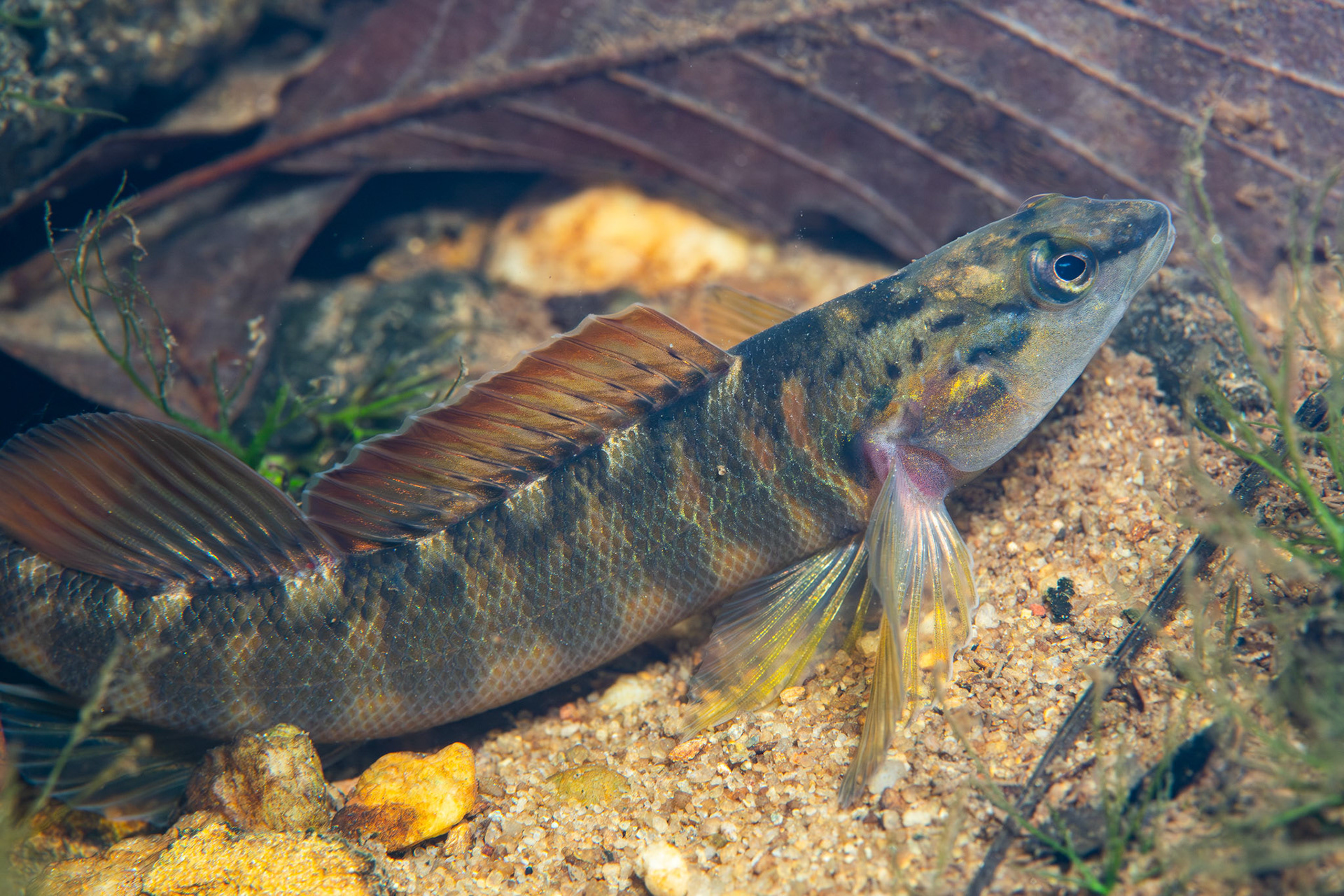Bronze Darter