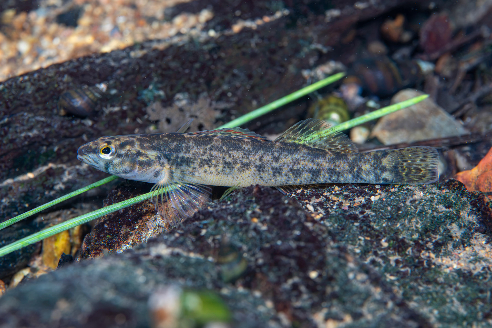 Redspot Darter