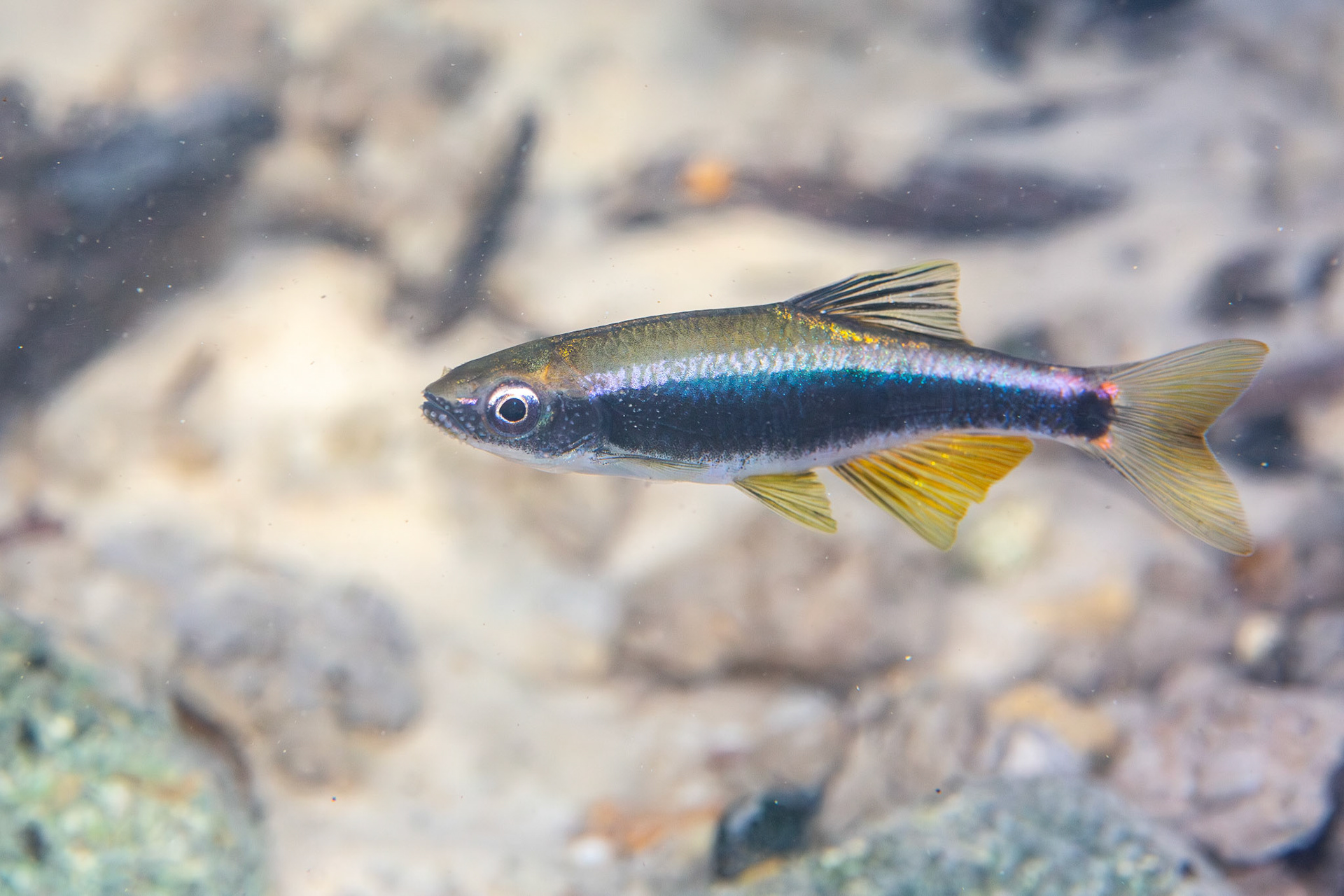 Sailfin Shiner
