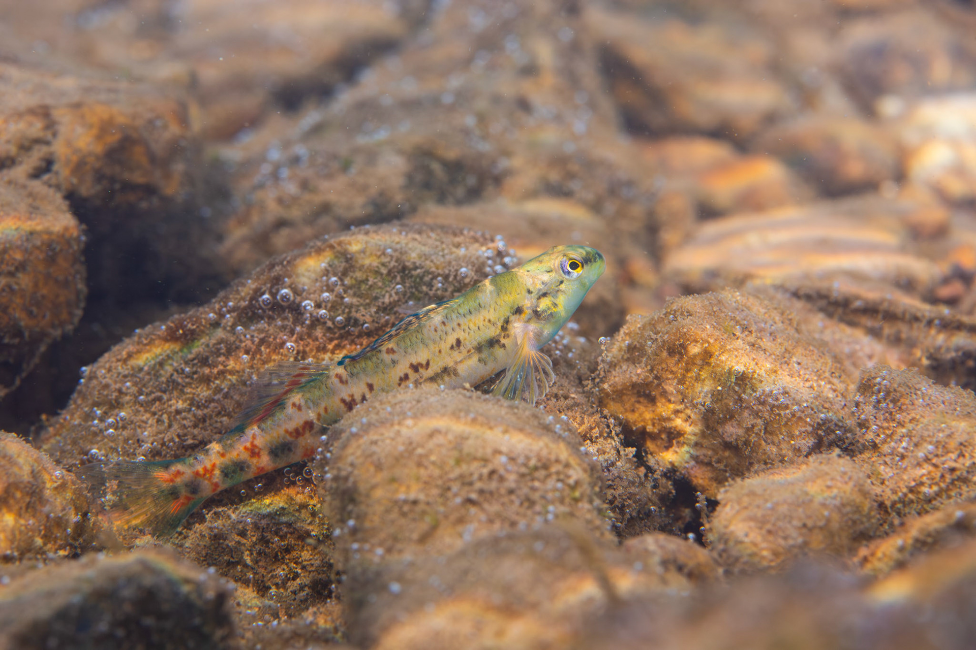 Alabama Darter (Etheostoma ramseyi)