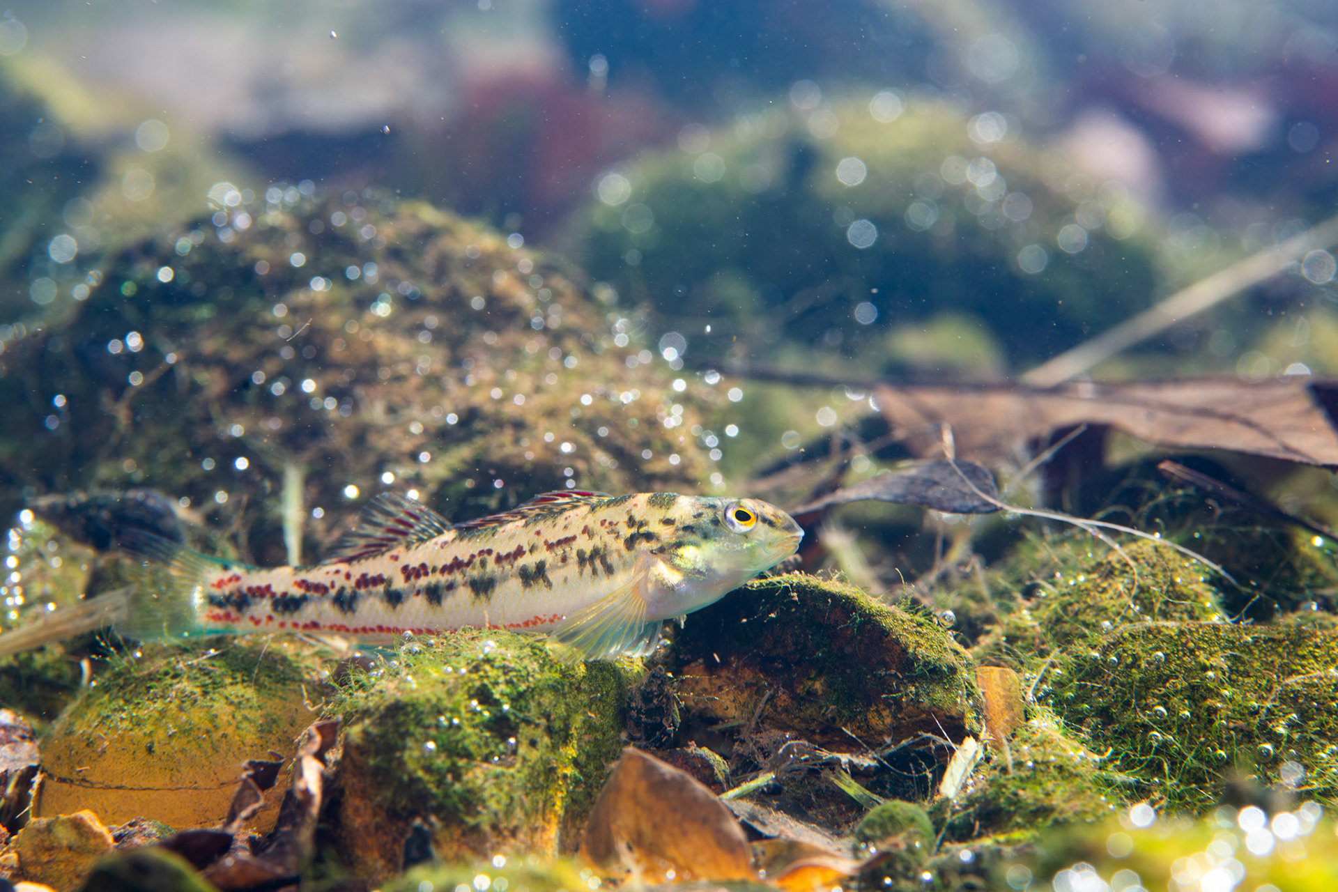 Birmingham Darter (Etheostoma birminghamense)