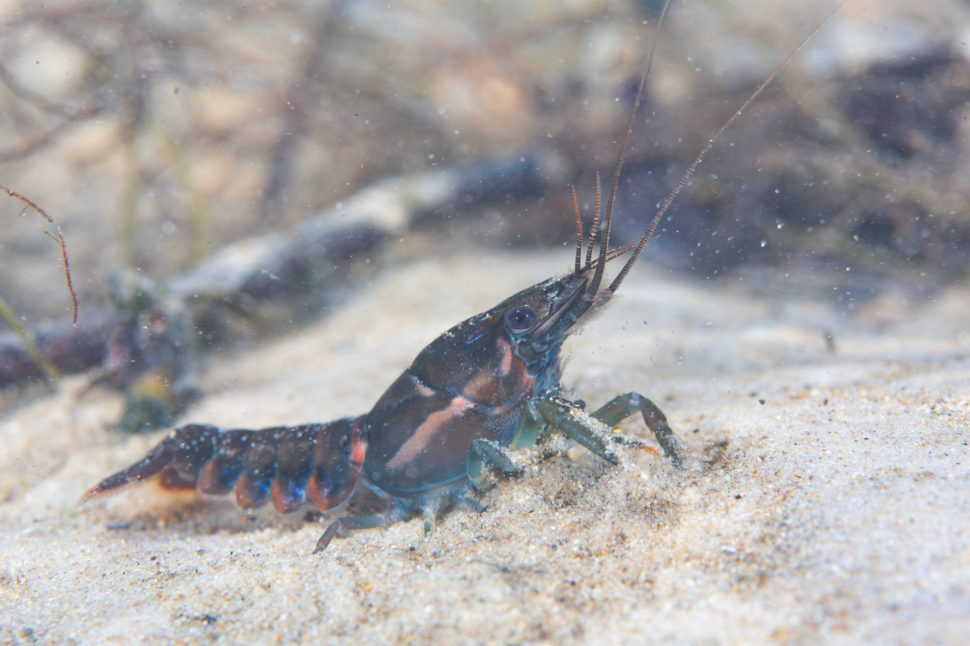 Sly Crayfish