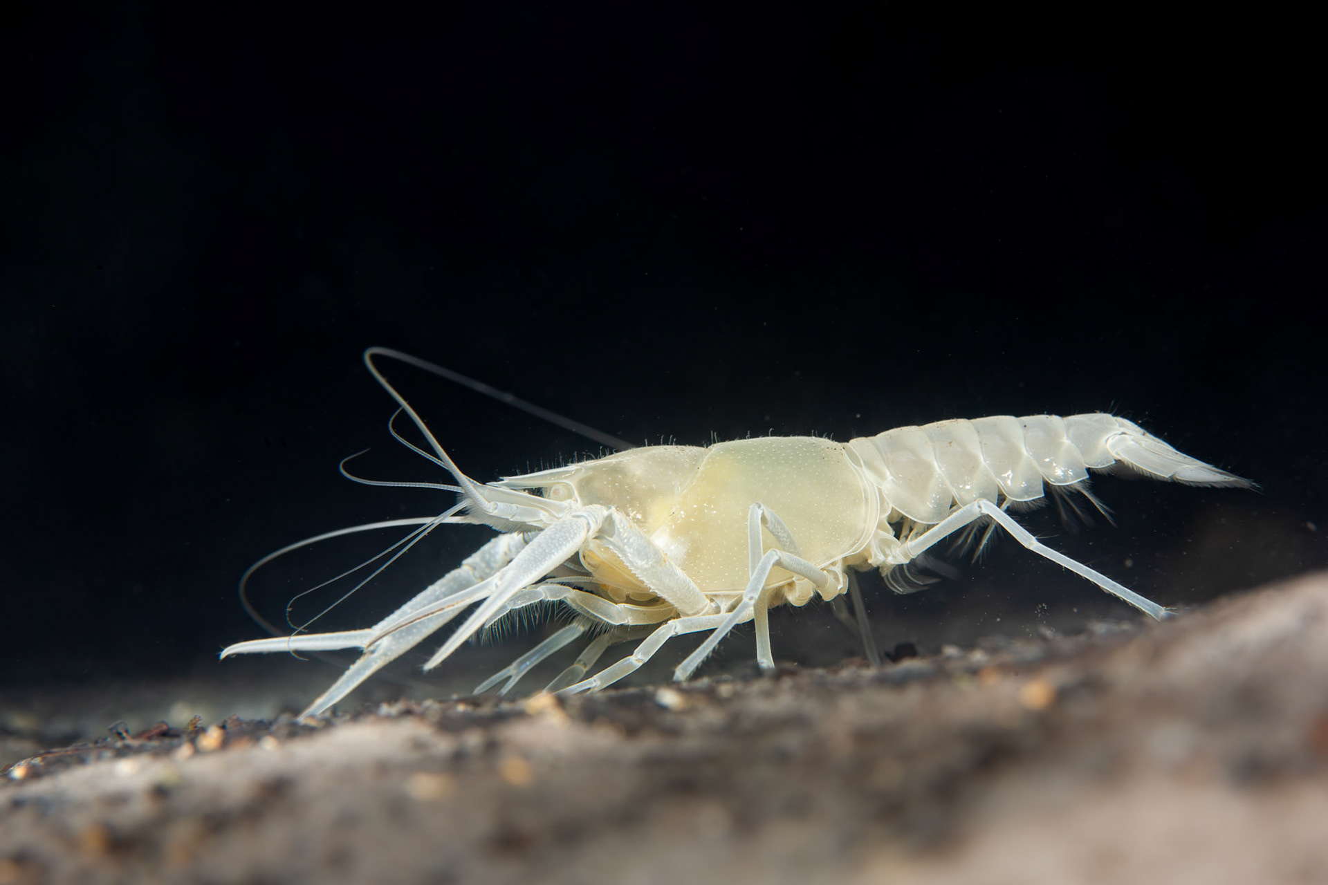 Woodville Karst Cave Crayfish (Procambarus orcinus)
