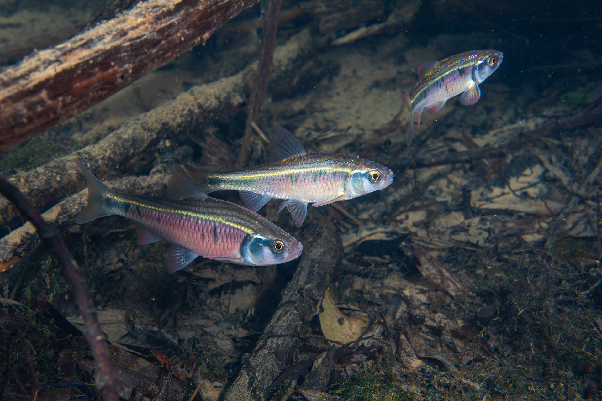 Southern Striped Shiners