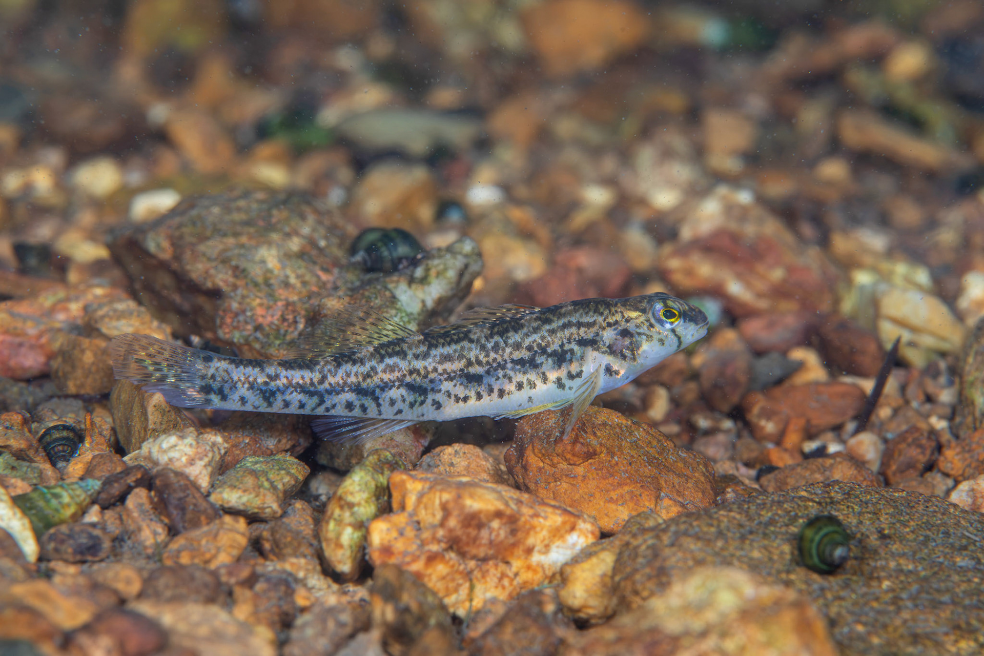Coosa Darter