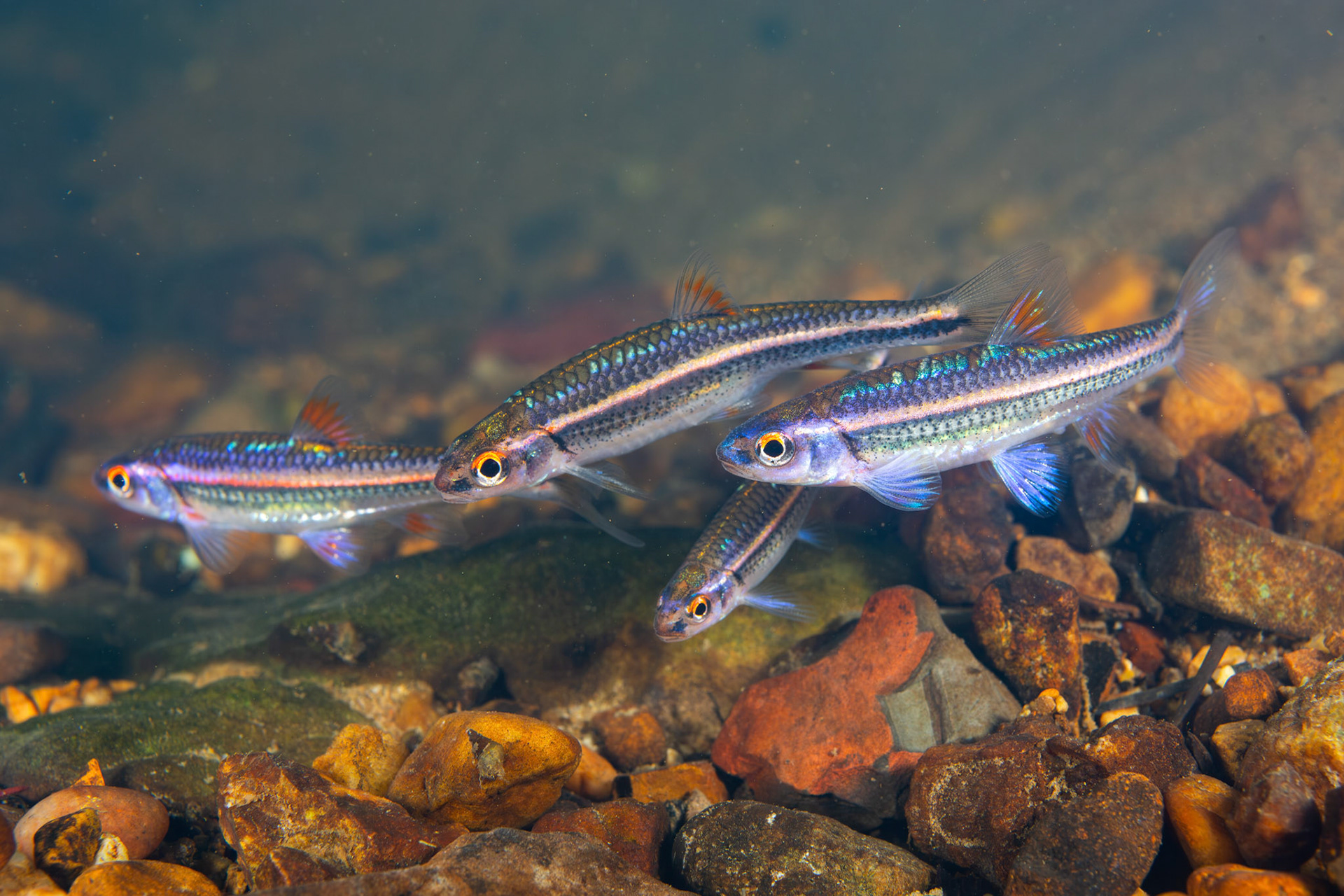 Rainbow Shiner (Hydrophlox chrosomus)