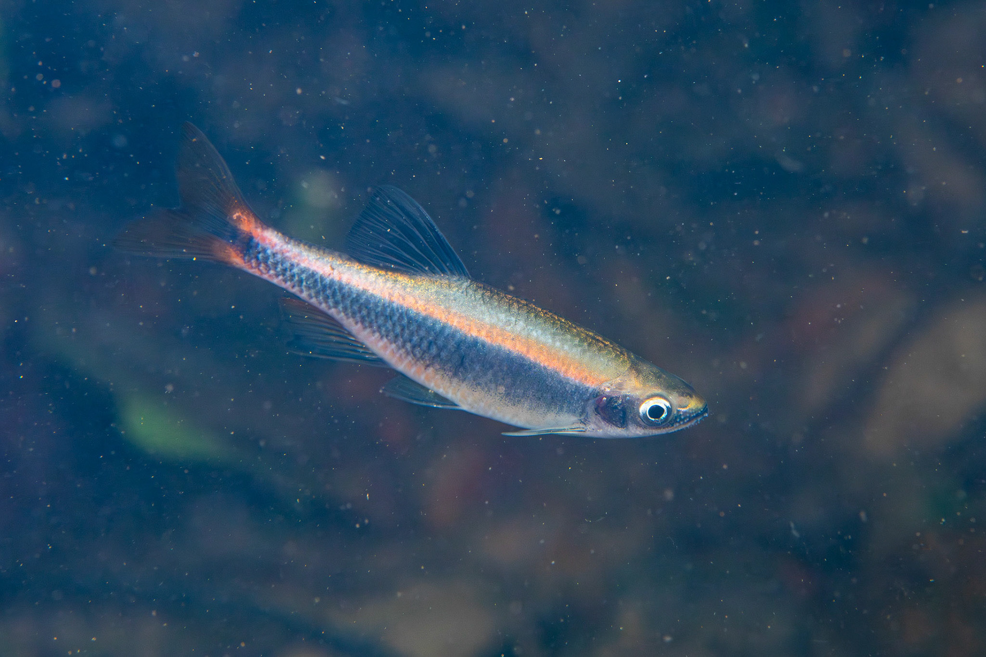 Broadstripe Shiner