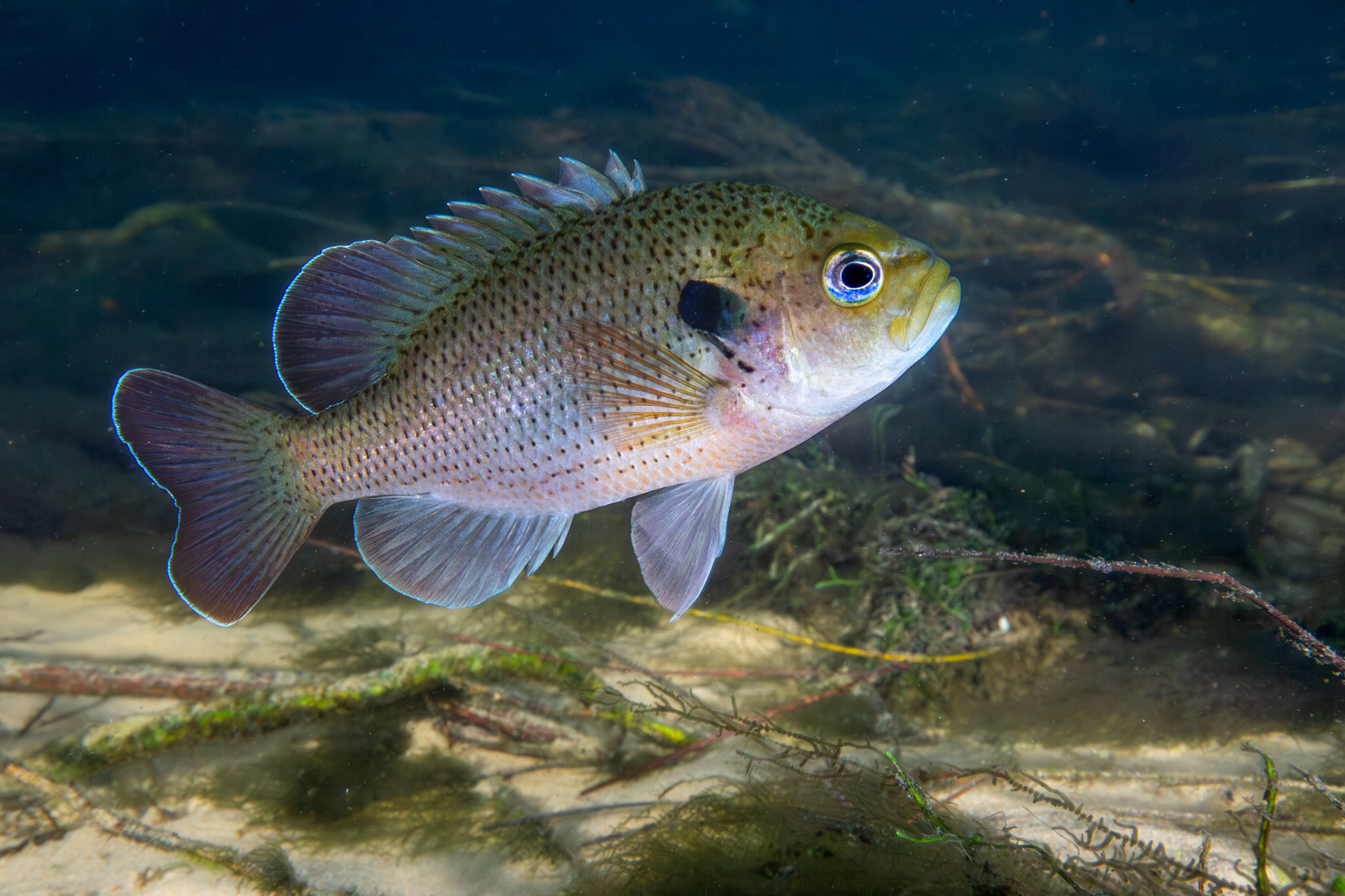 Spotted Sunfish (Lepomis punctatus)