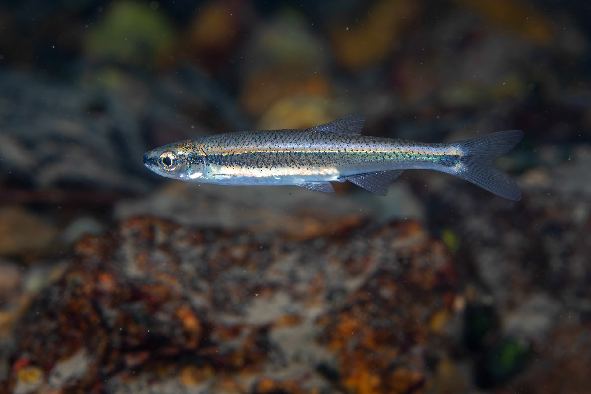 Mountain Shiner
