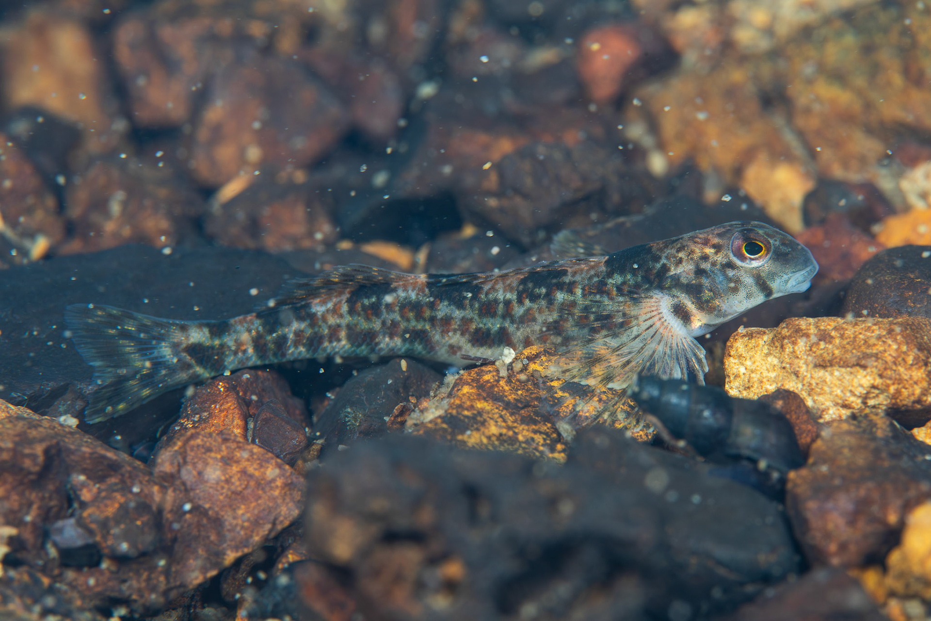 Rock Darter