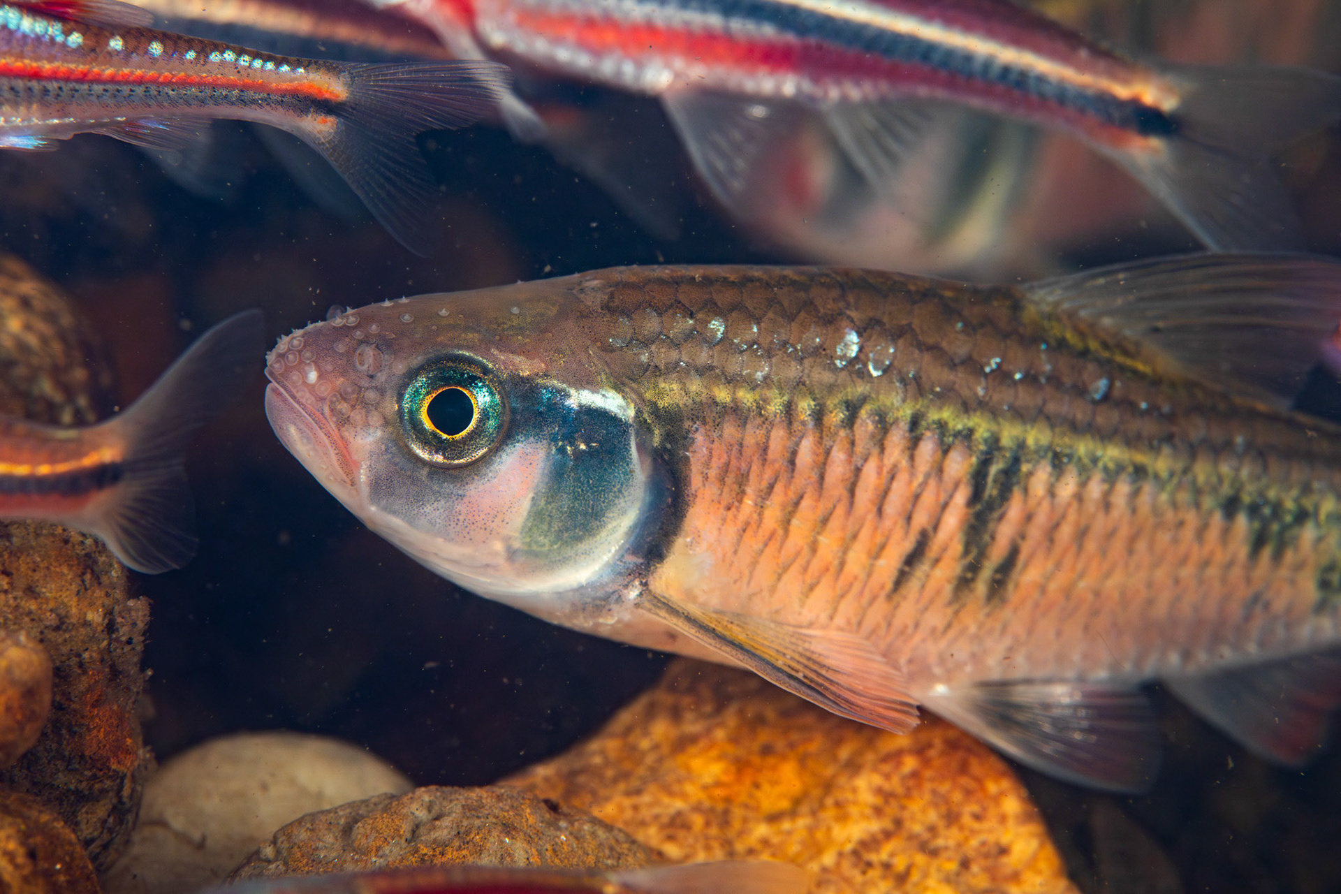 Striped Shiner