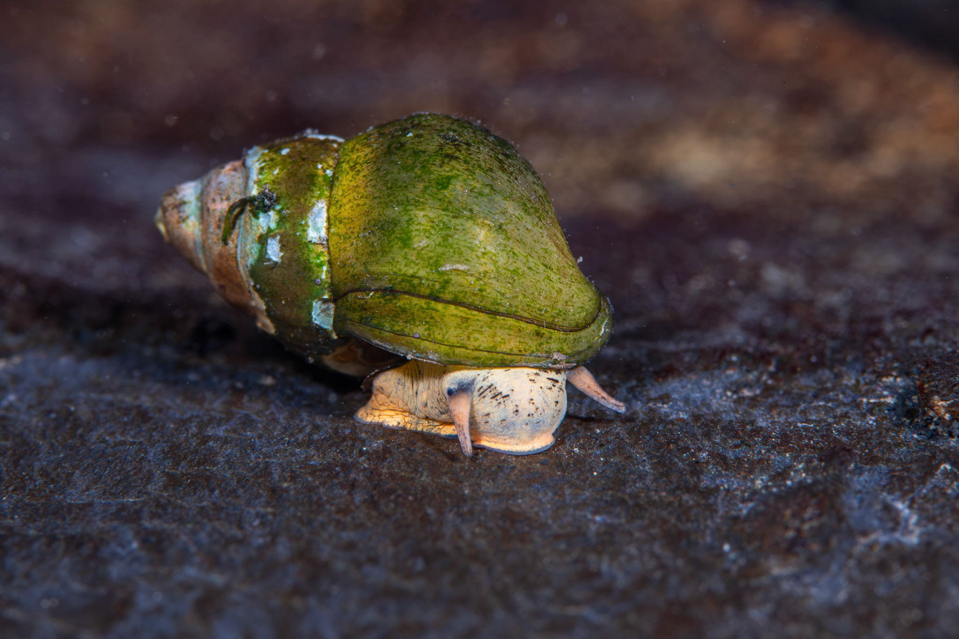Elimia sp.