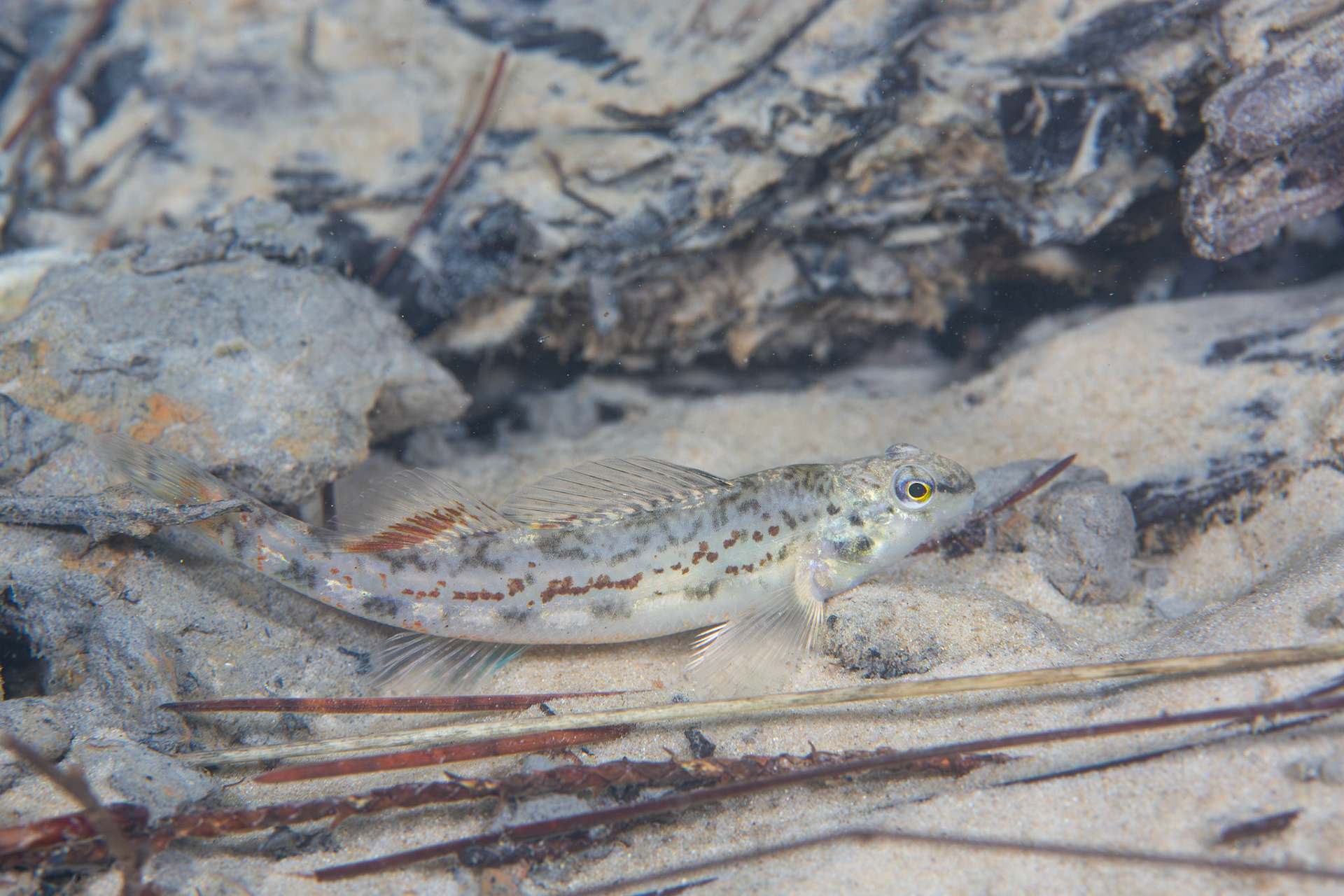 Coastal Darter