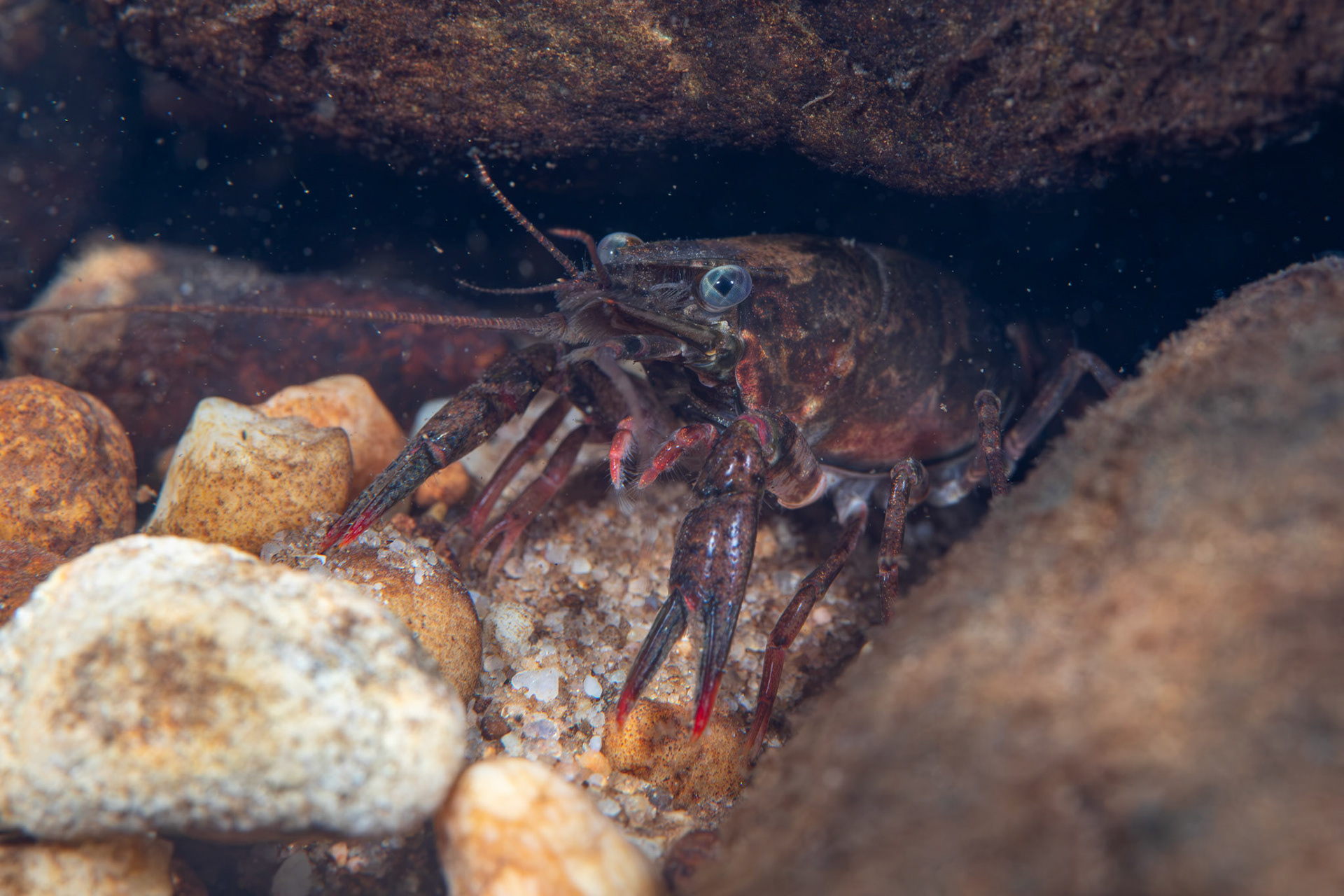 Powerful Crayfish