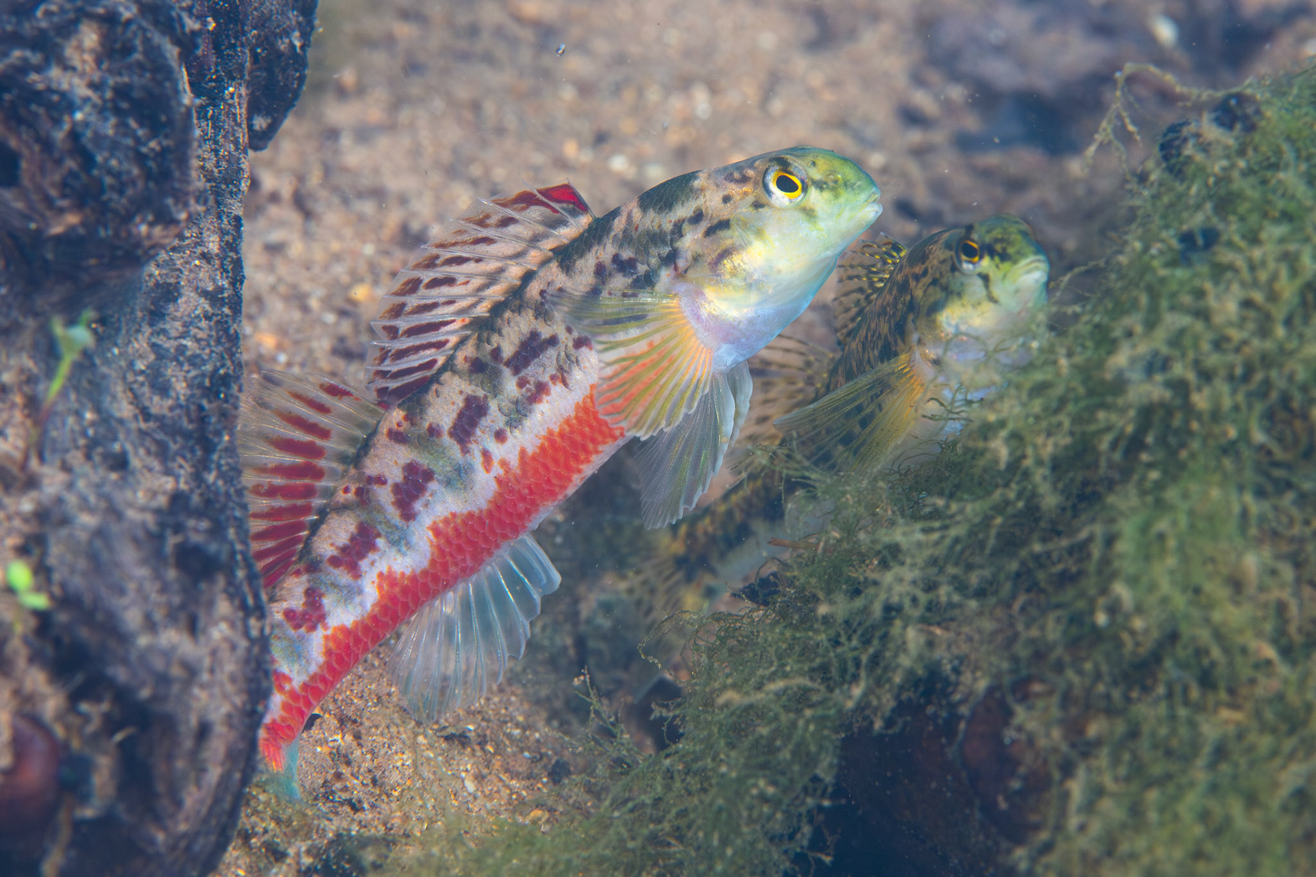 Vermilion darter (Etheostoma chermocki)
