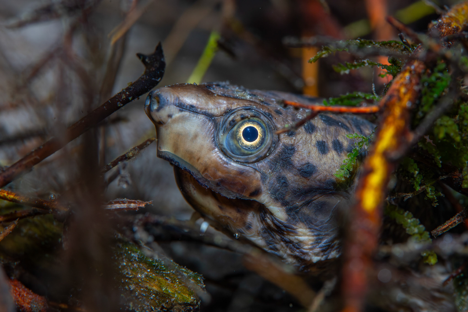 Intermediate Musk Turtle