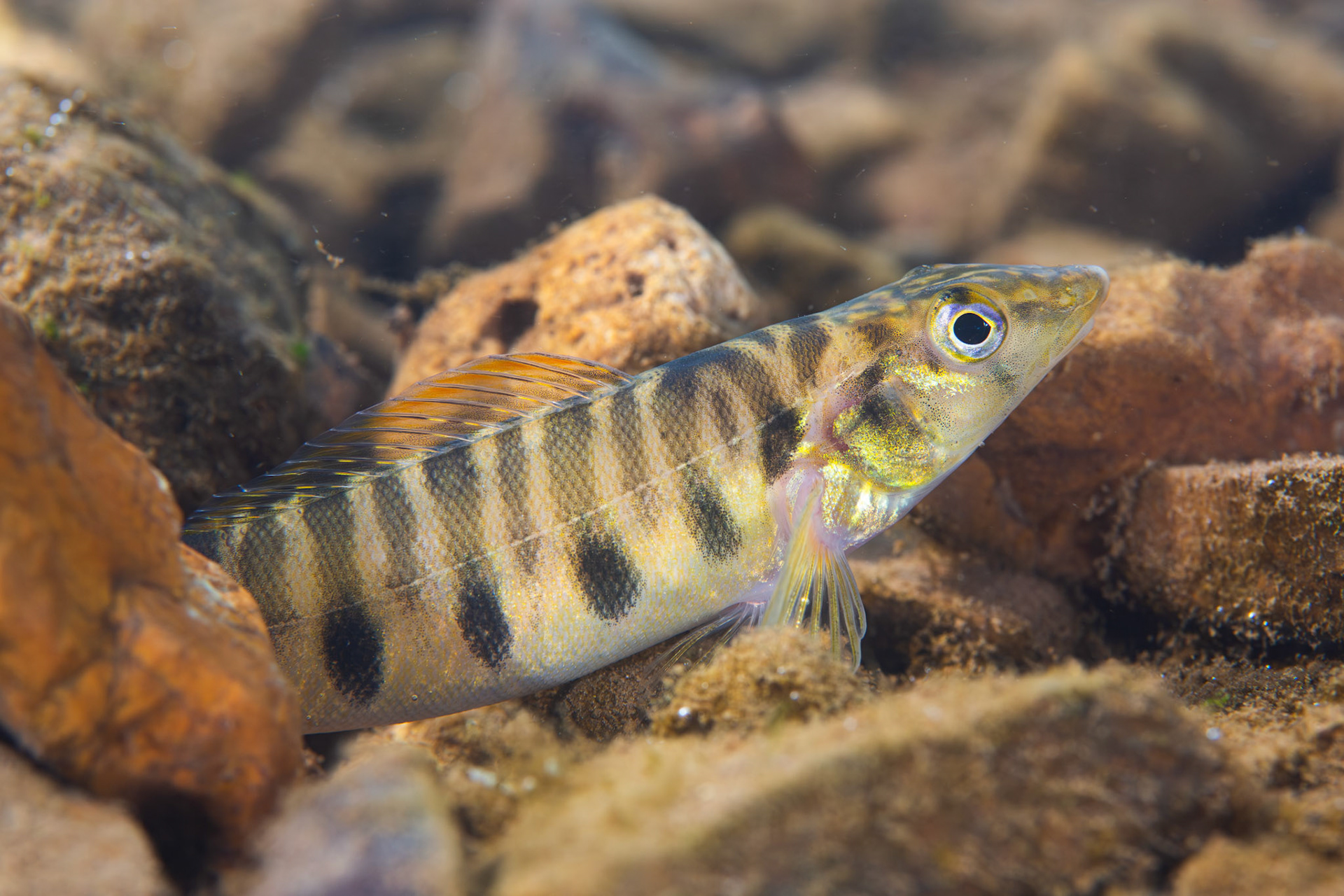 Mobile Logperch (Percina kathae)
