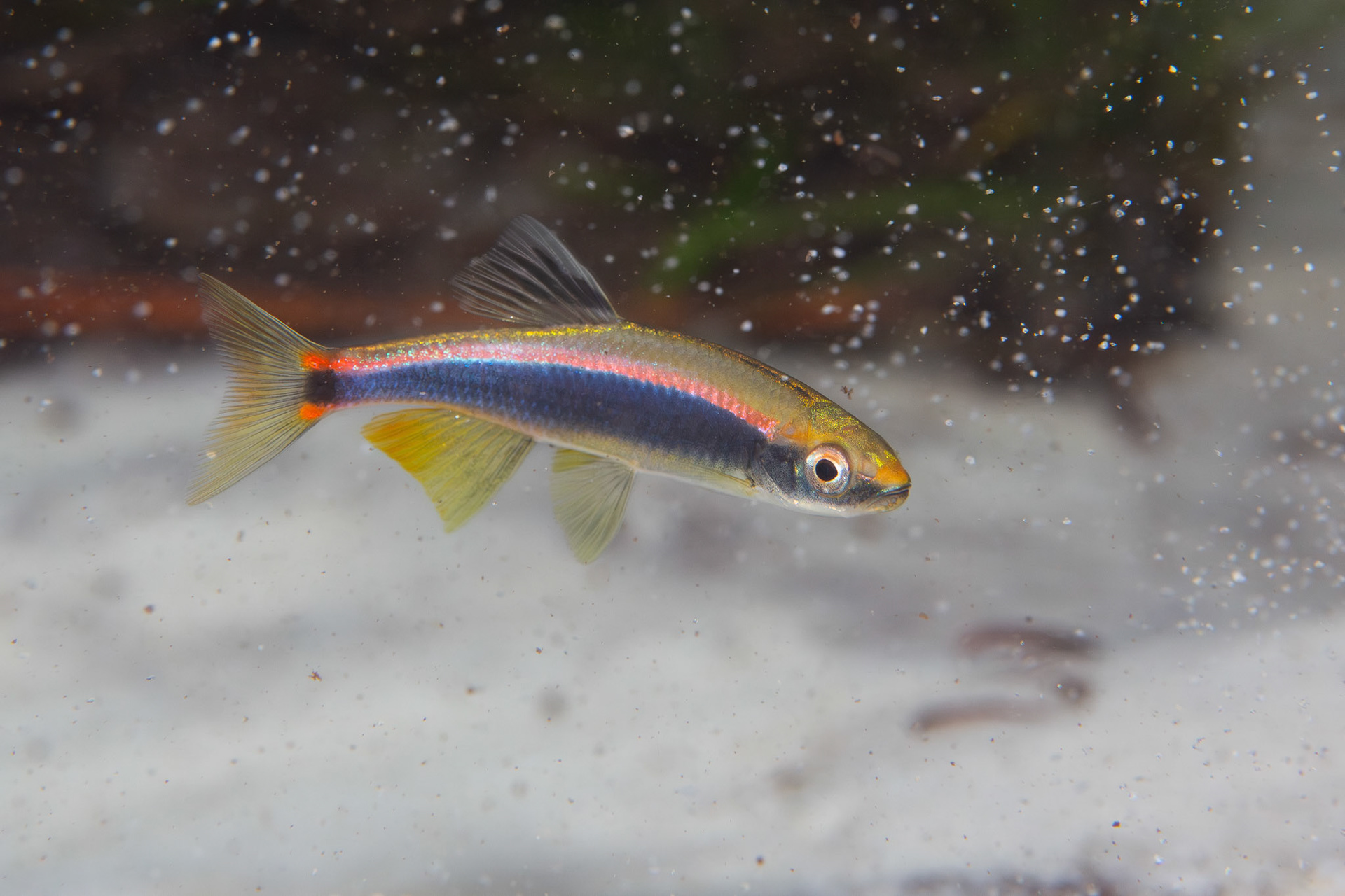 Sailfin Shiner (Pteronotropis hypselopterus)
