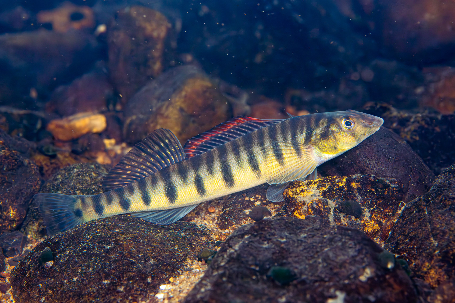 Mobile Logperch