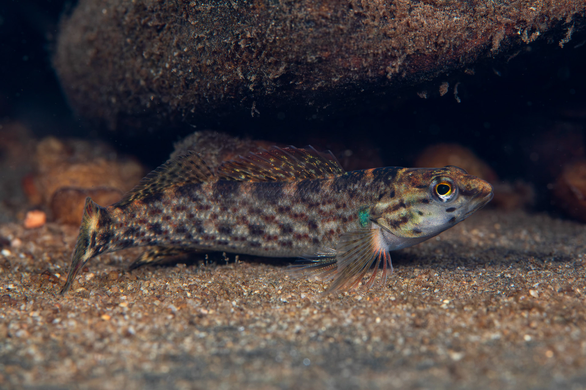 Redline Darter