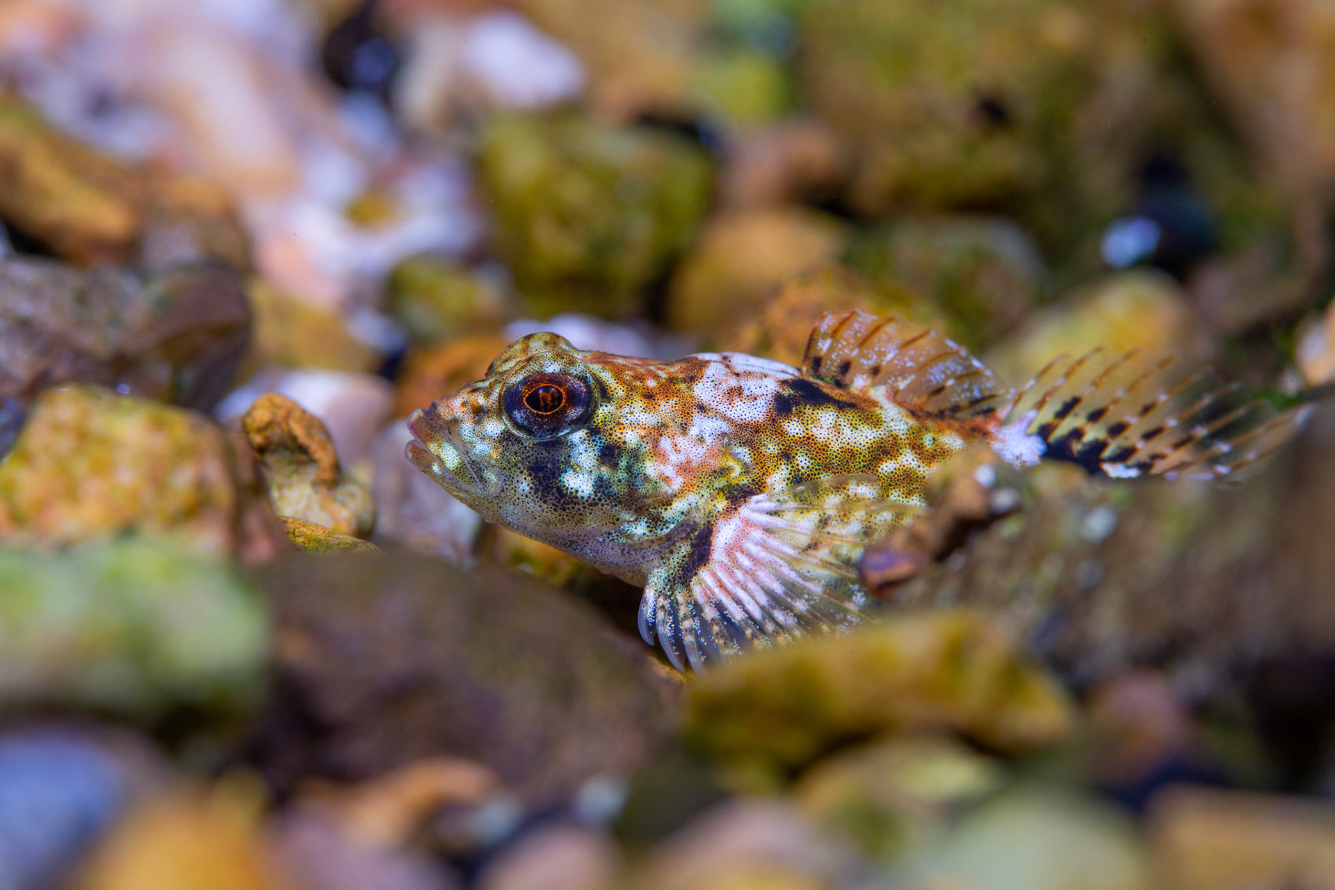Pygmy Sculpin