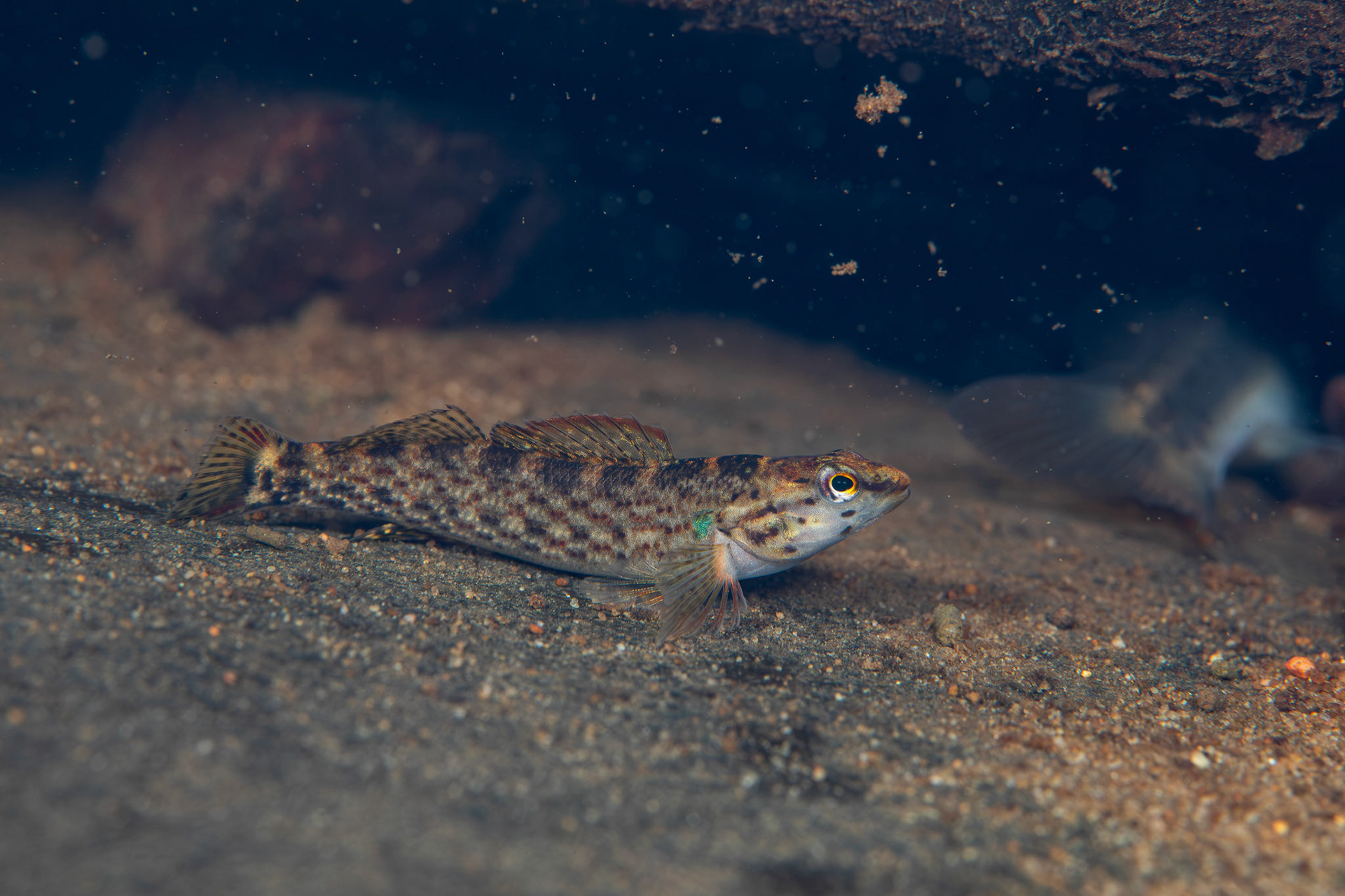 Redline Darter