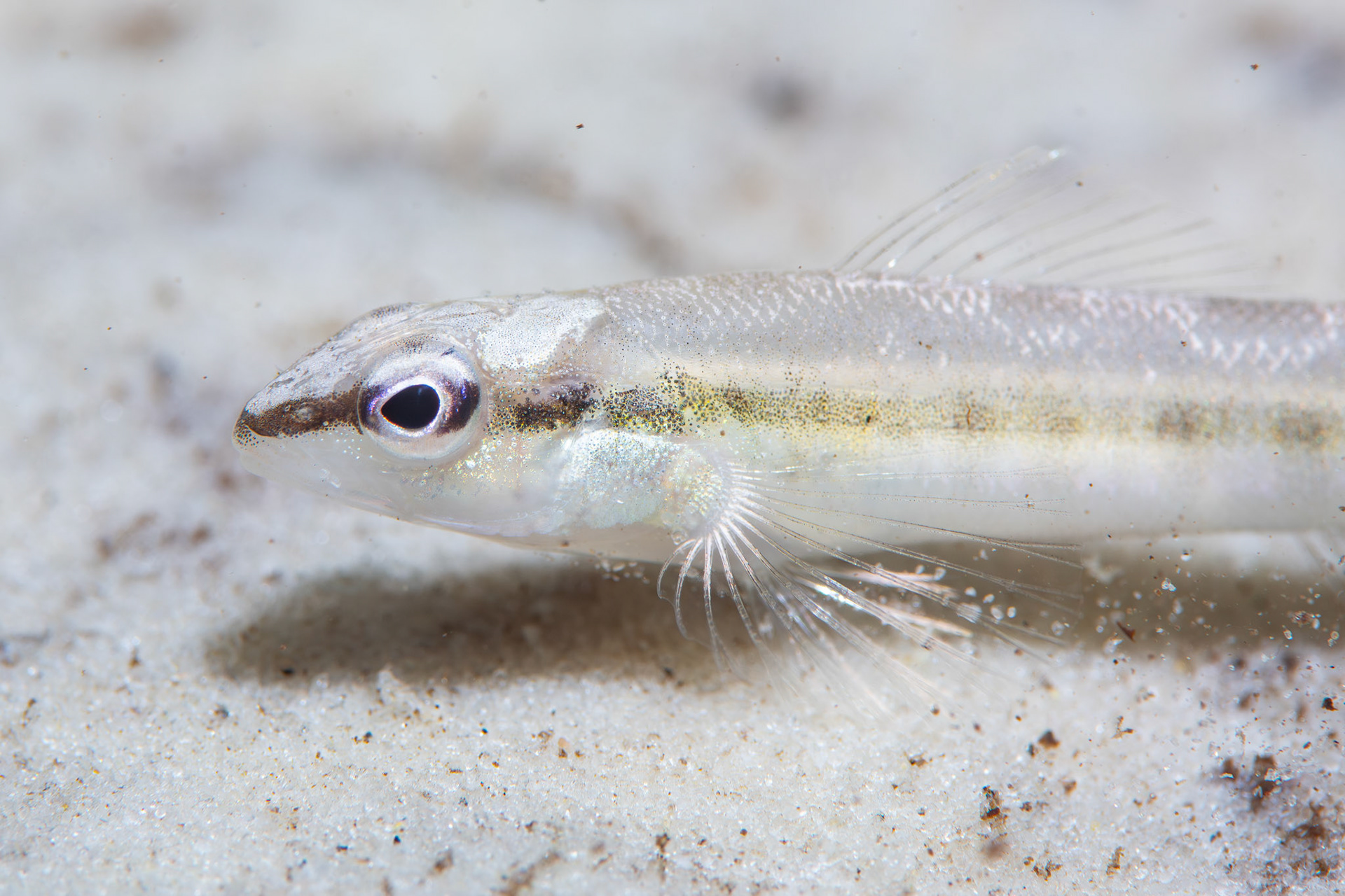 Blackbanded darter (Percina nigrofasciata)