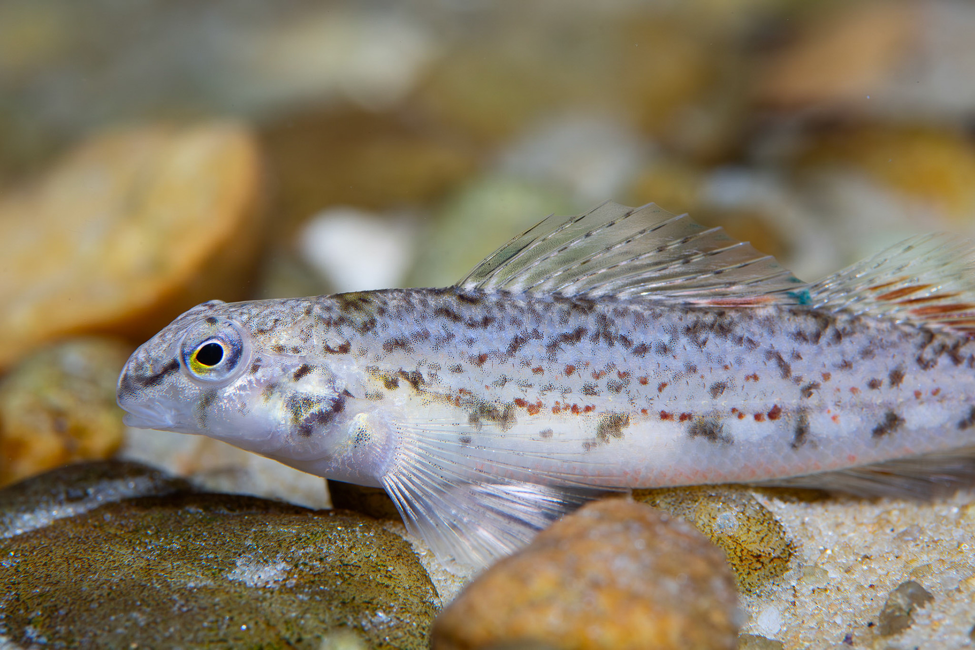 Coastal Shiner