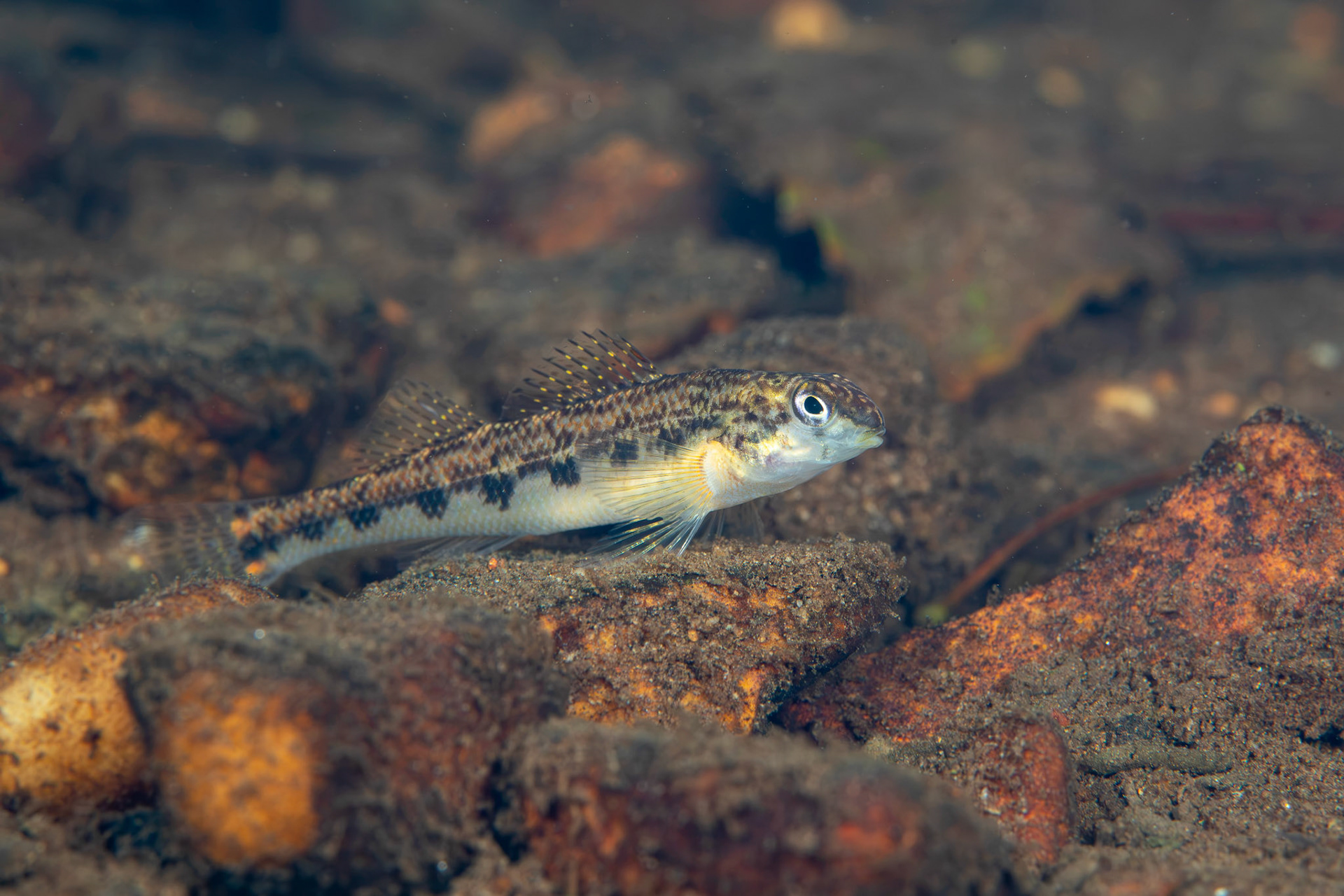 Tennessee Snubnose Darter