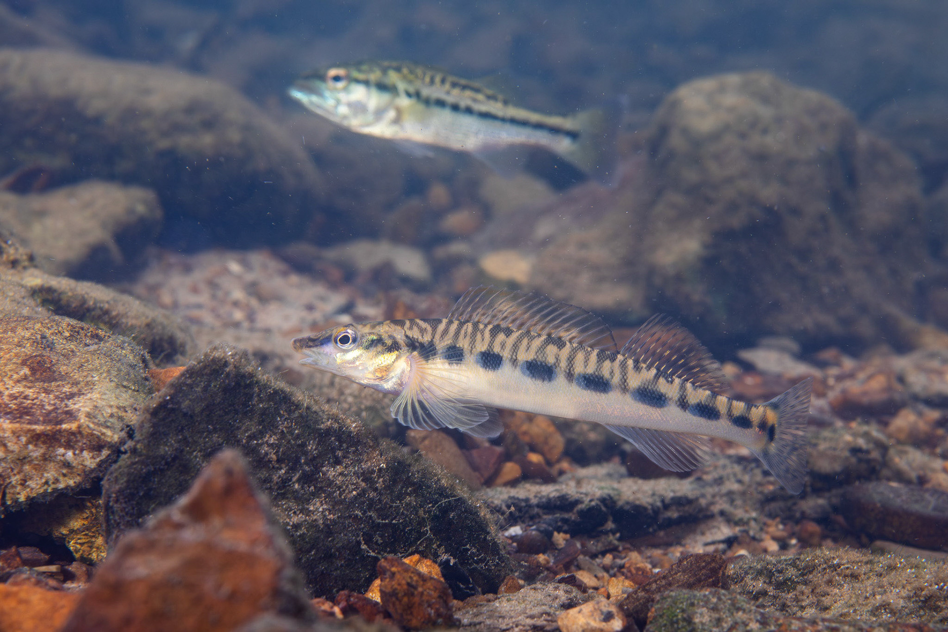 Blotchside Logperch