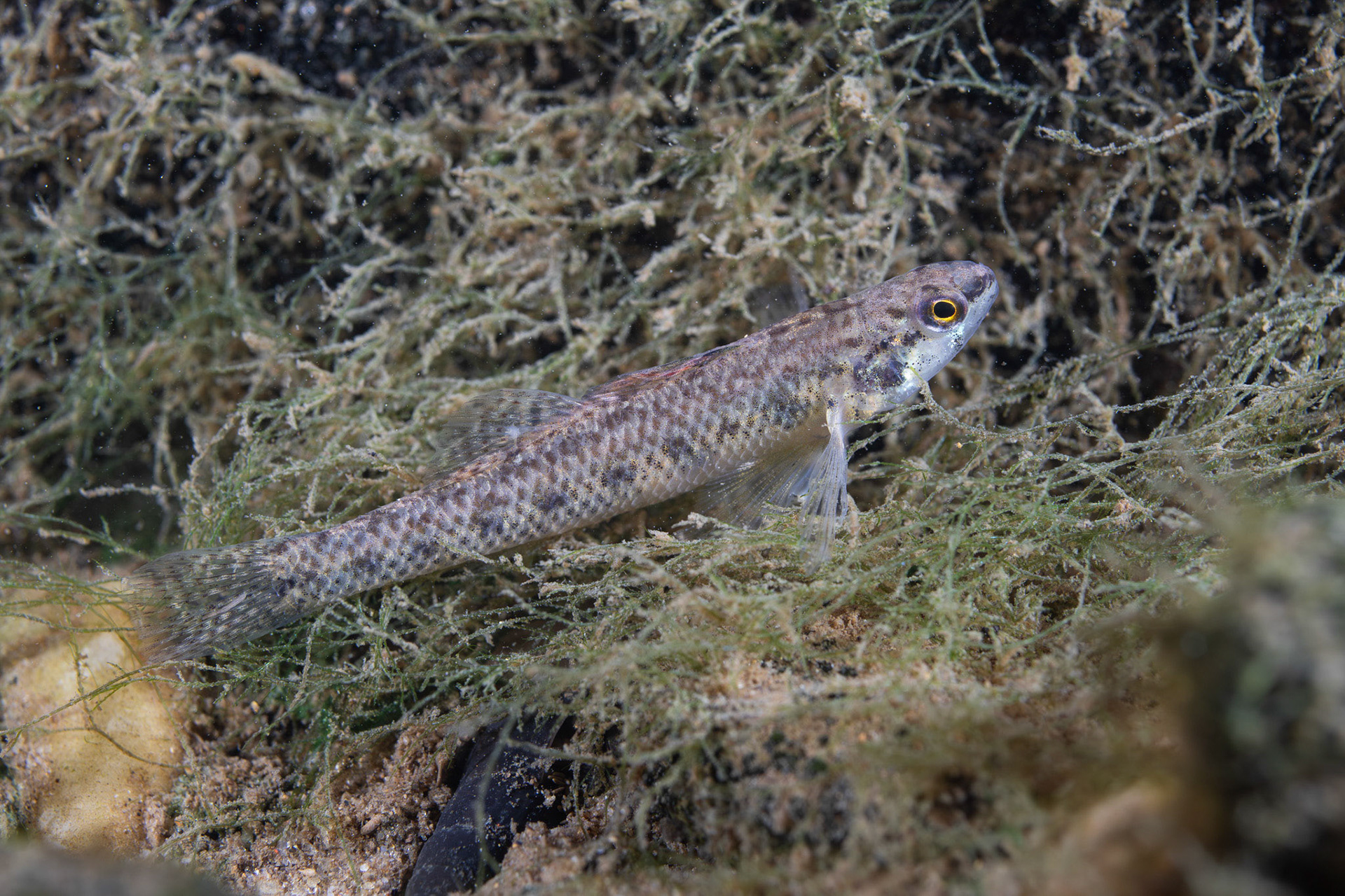 Cypress Darter