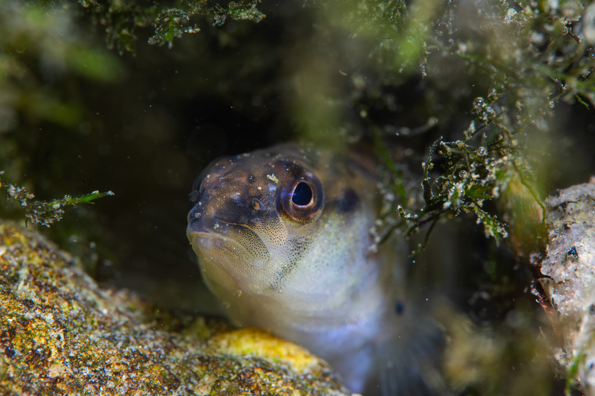 Blackbanded Darter