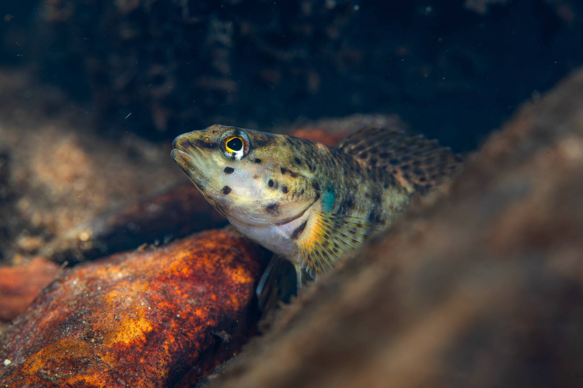 Redline Darter