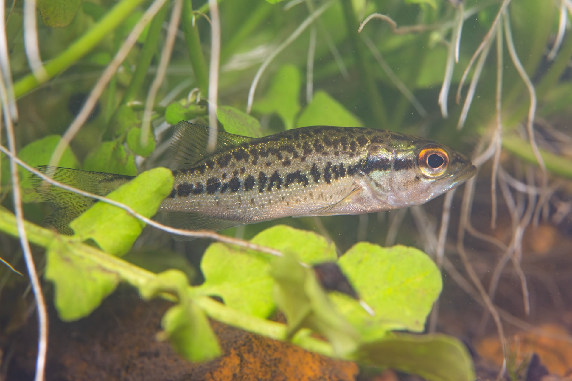 Black Bass (Micropterus sp.)