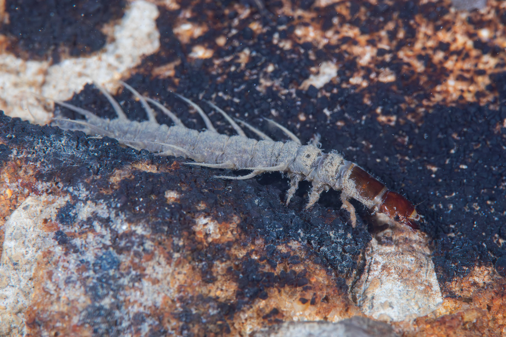 Eastern Dobsonfly
