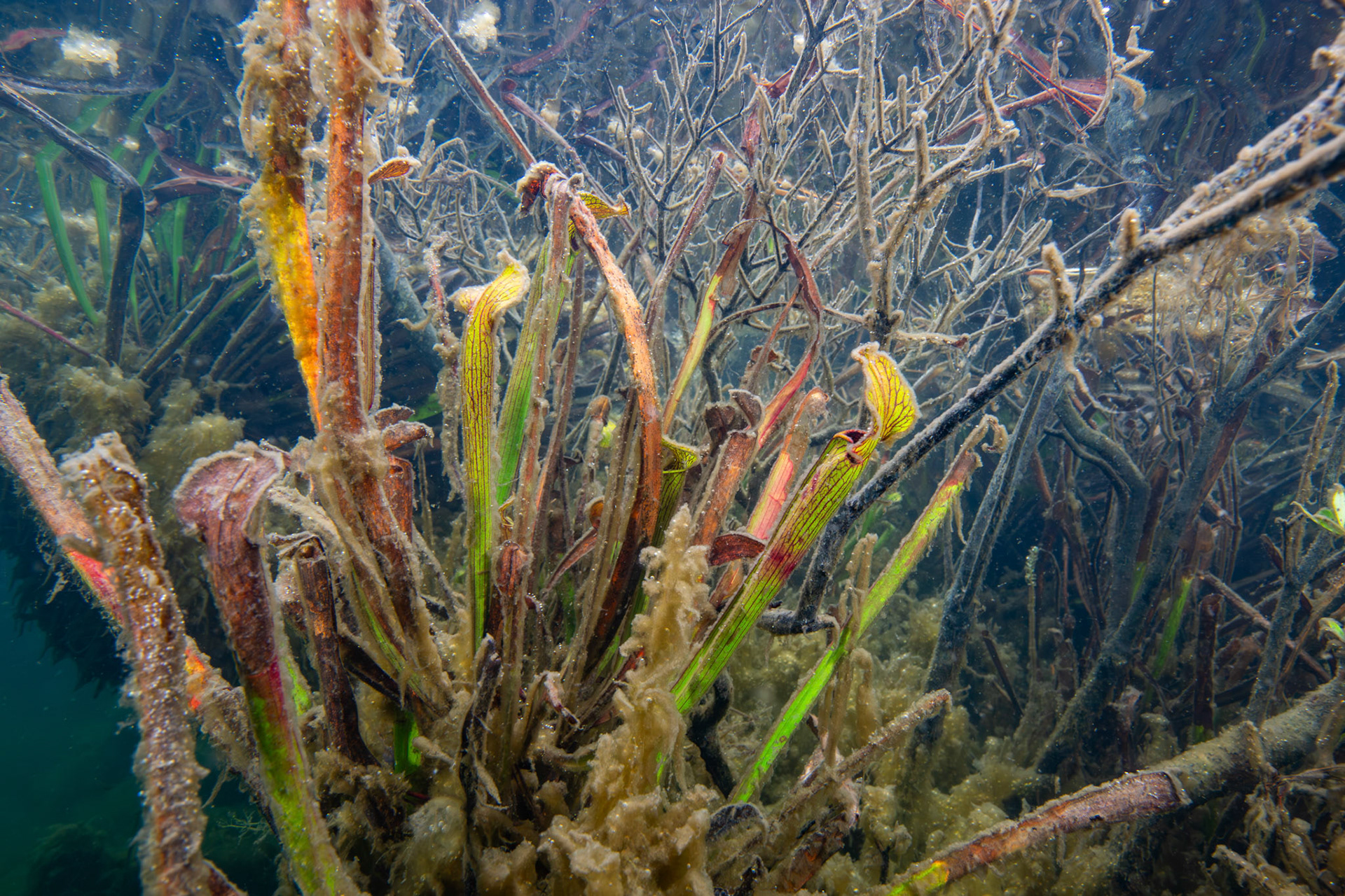 White Pitcher Plant (Sarracenia leucophylla)