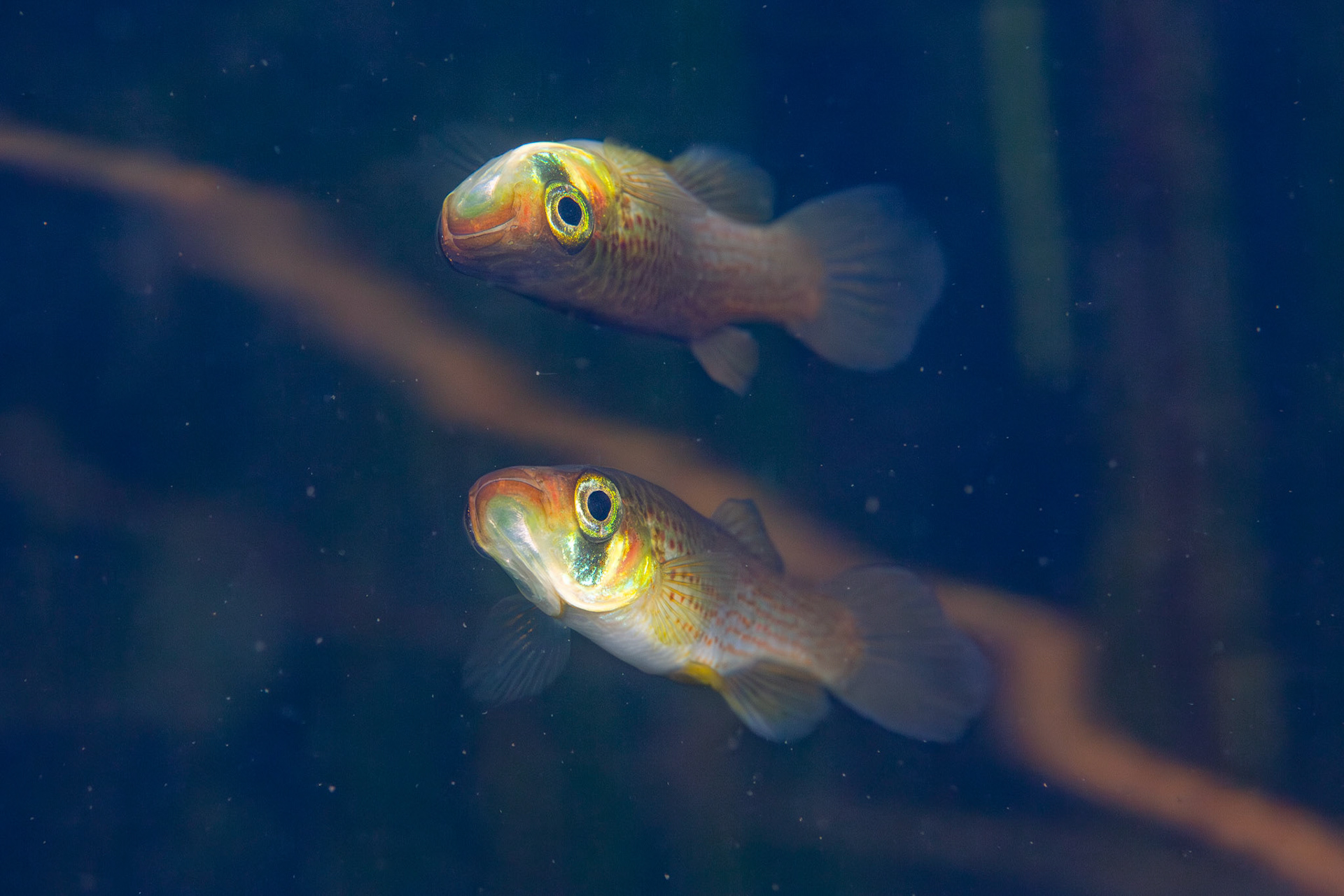 Russetfin Topminnow (Fundulus escambiae)
